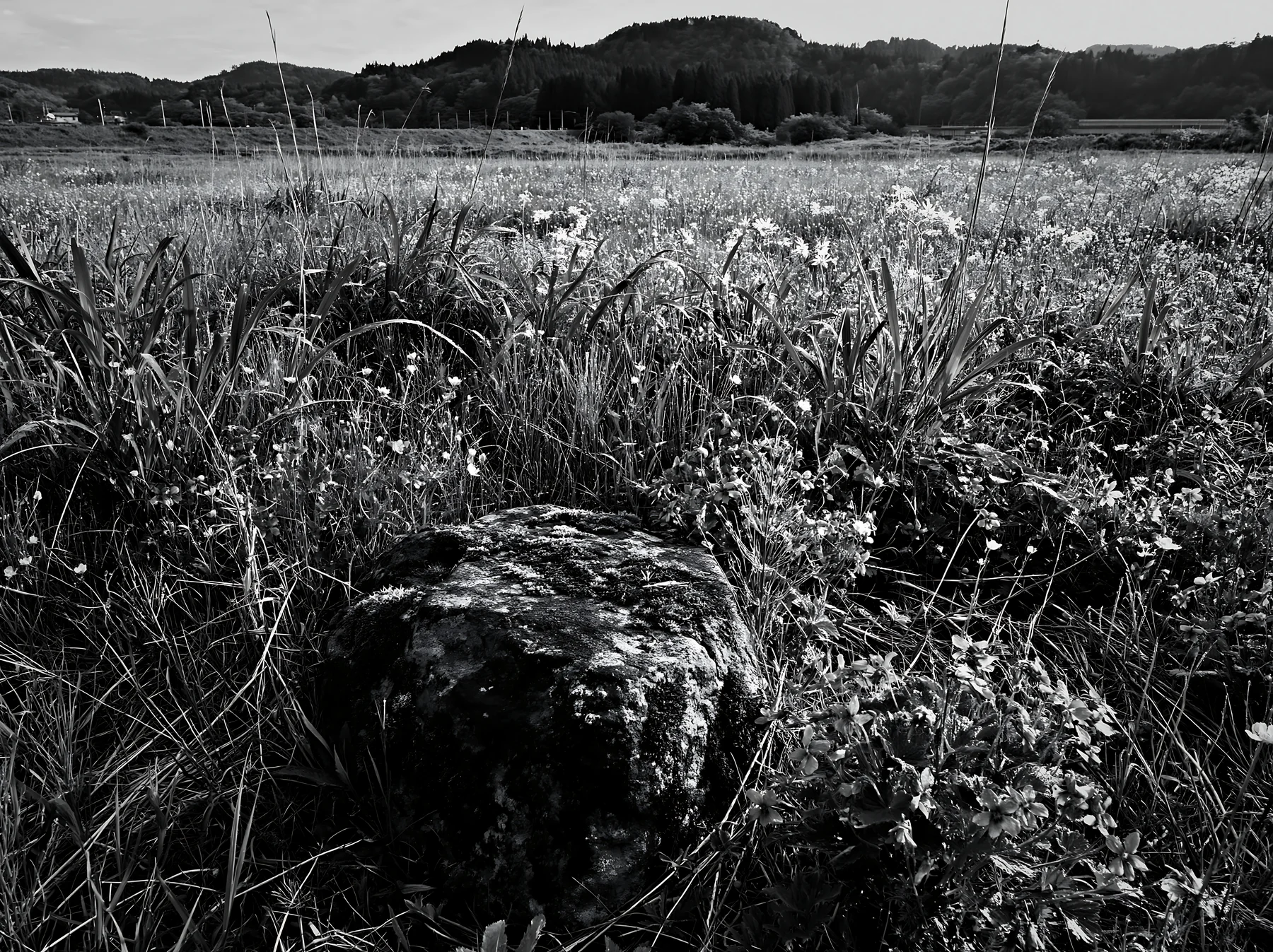 Black and white miyagi spring recovery meadow mossy stone surrounded by flowers - AI-generated stock image