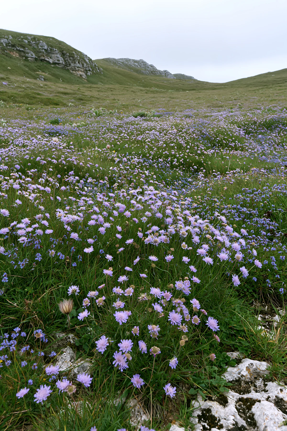Cloudy scabious meadow on a chalk slope - AI-generated stock image