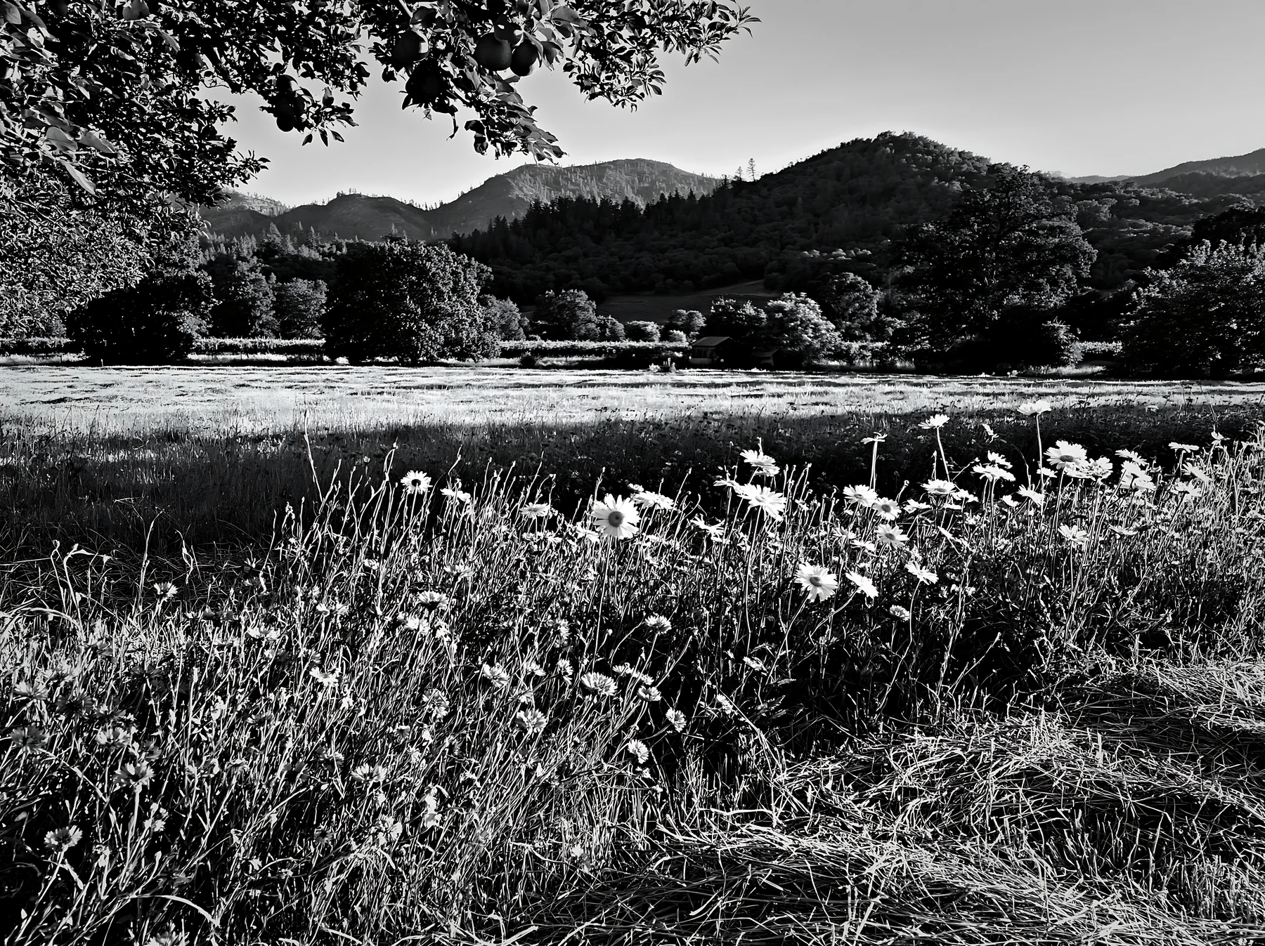 Foothill orchard meadow with trees and flowers in black and white - AI-generated stock image