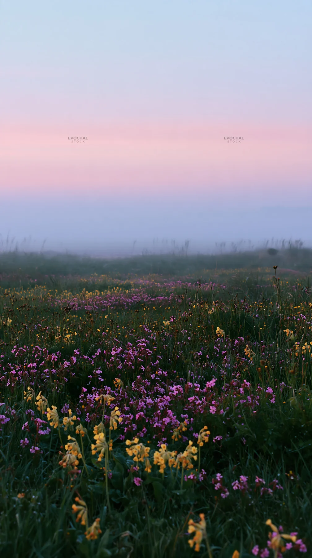 Spring meadow with wildflowers at dawn - AI-generated stock image