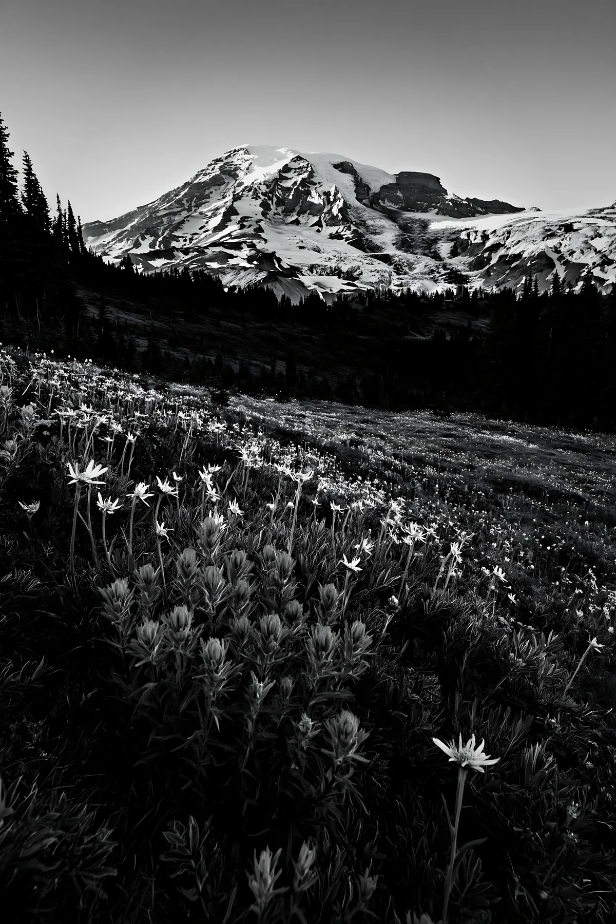 Mount Rainier wildflower meadow at sunrise - AI-generated stock image