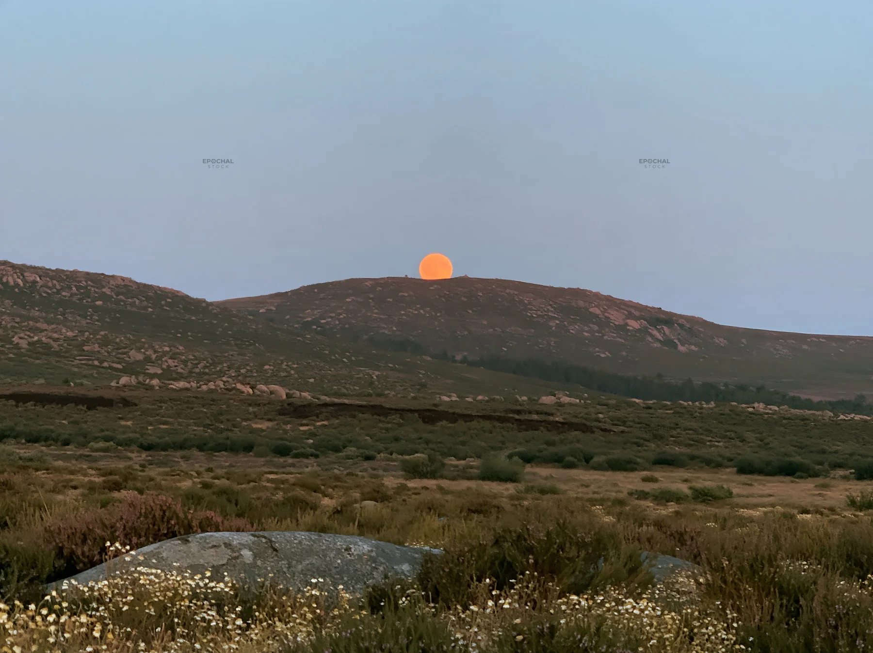 Moonrise over a meadow landscape with hills in the background - AI-generated stock image