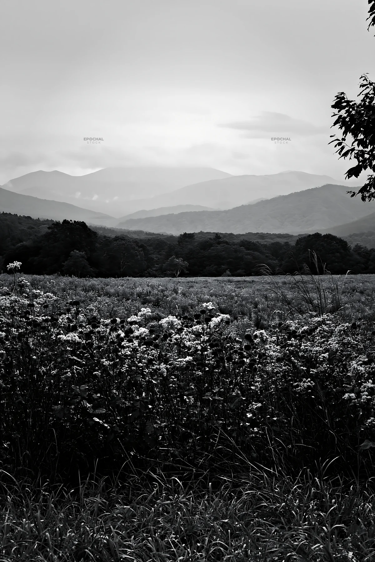 Iwate rain refreshed meadow with seedhead in the foreground - AI-generated stock image