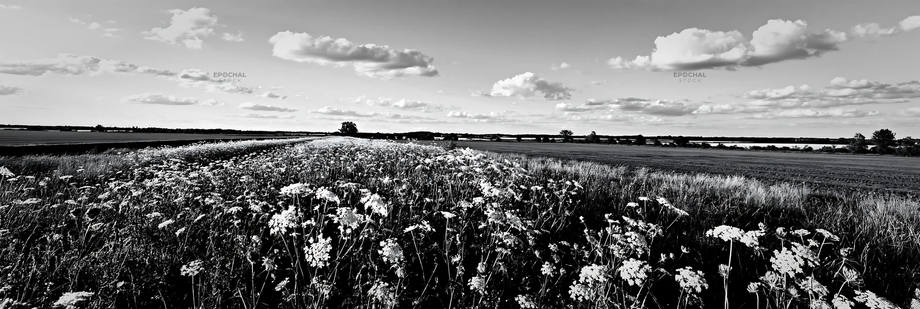 Sunny wild carrot meadow beside a field - AI-generated stock image