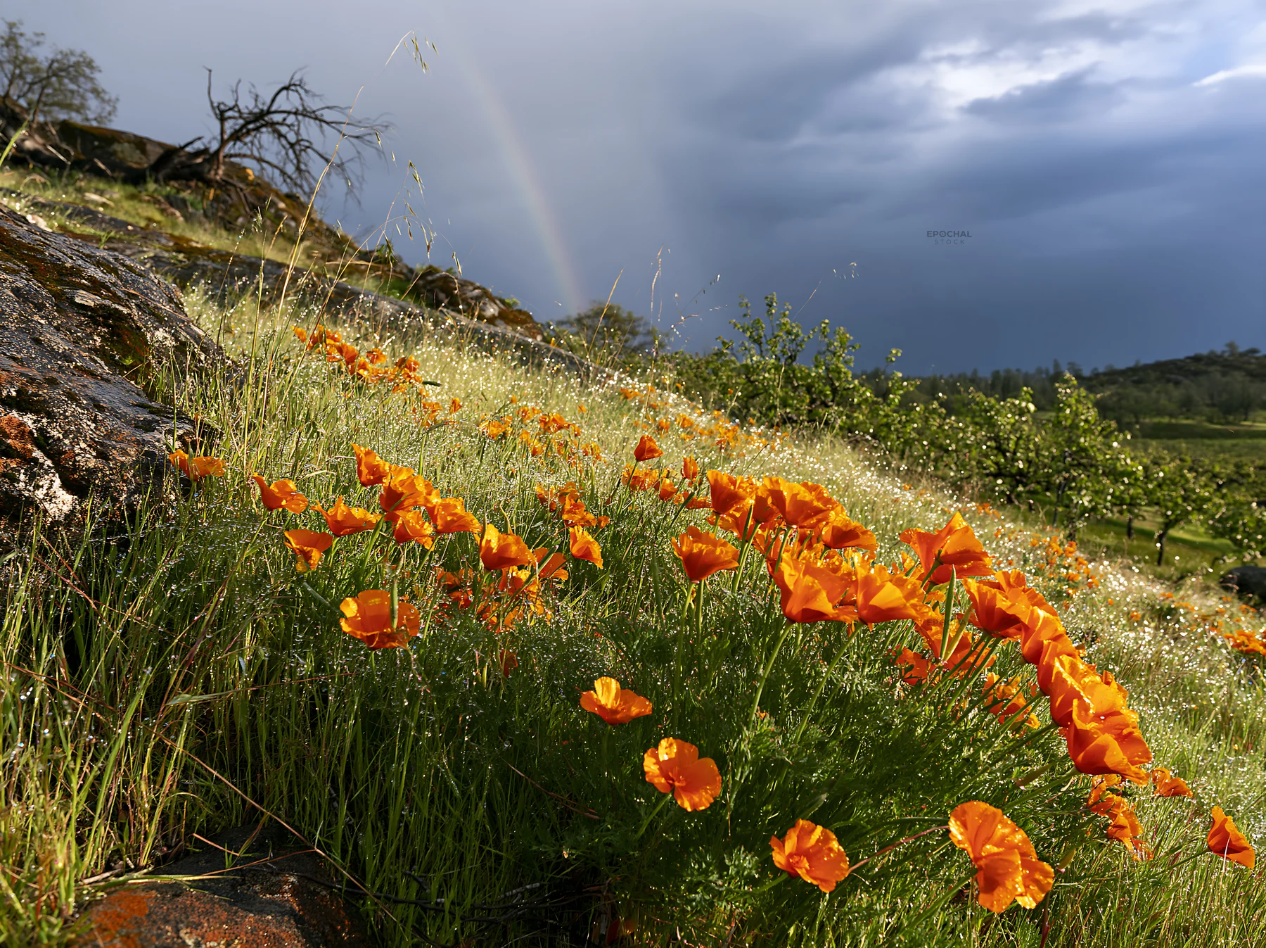 Foothill orchard meadow with blooming orange flowers - AI-generated stock image