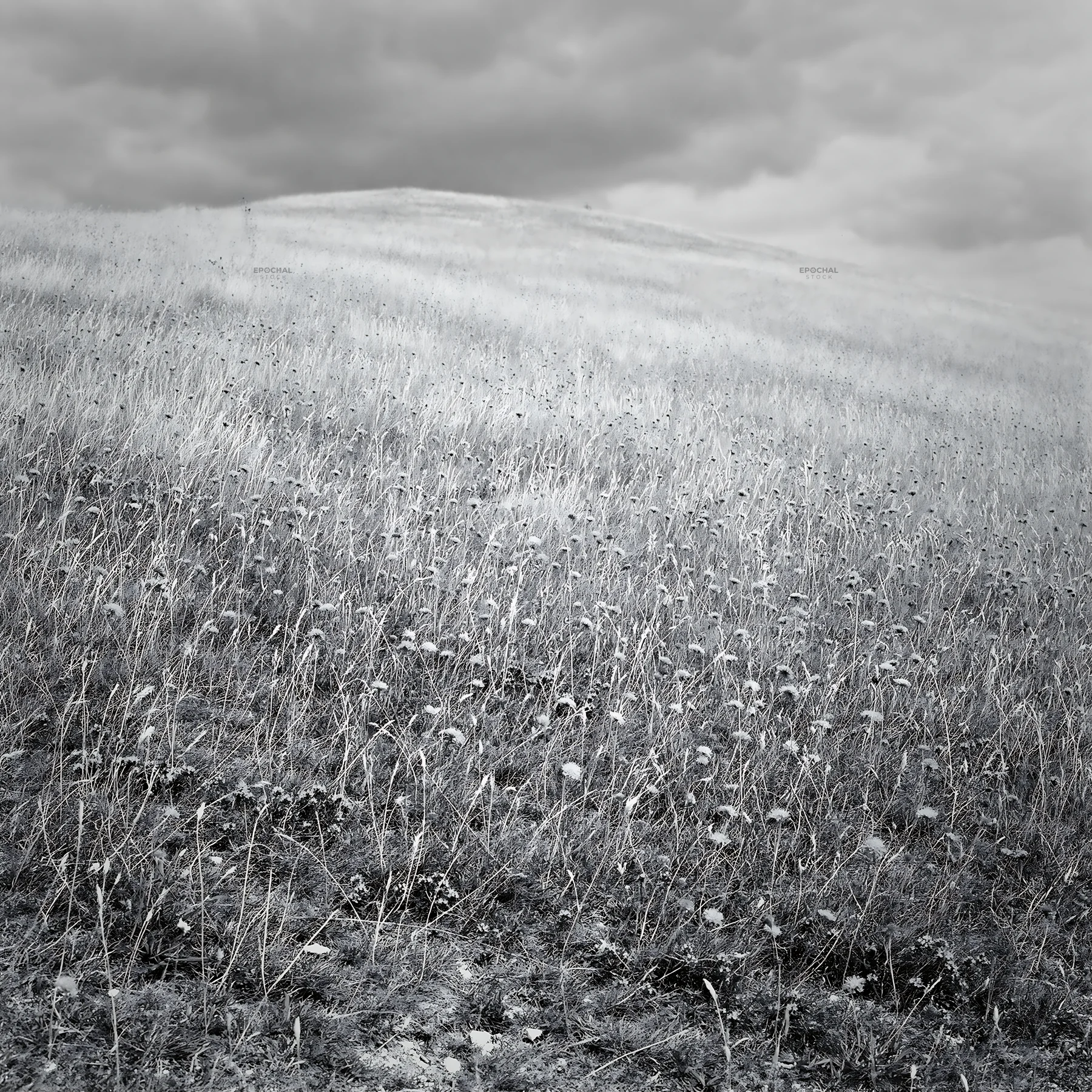 Cloudy dry flower meadow with overcast sky and grey tones - AI-generated stock image