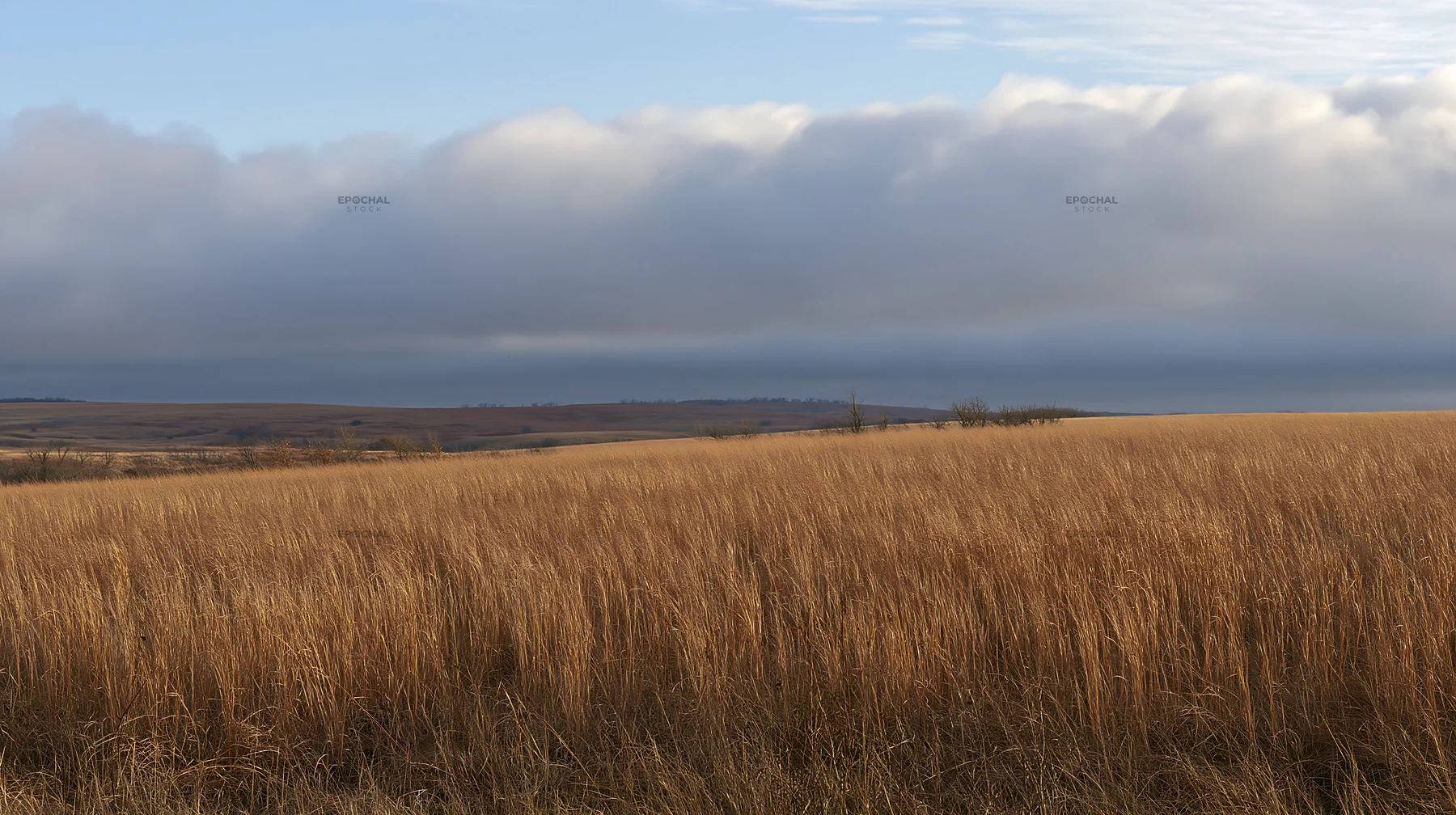 Seedhead meadow with tall grass and cloudy sky - AI-generated stock image
