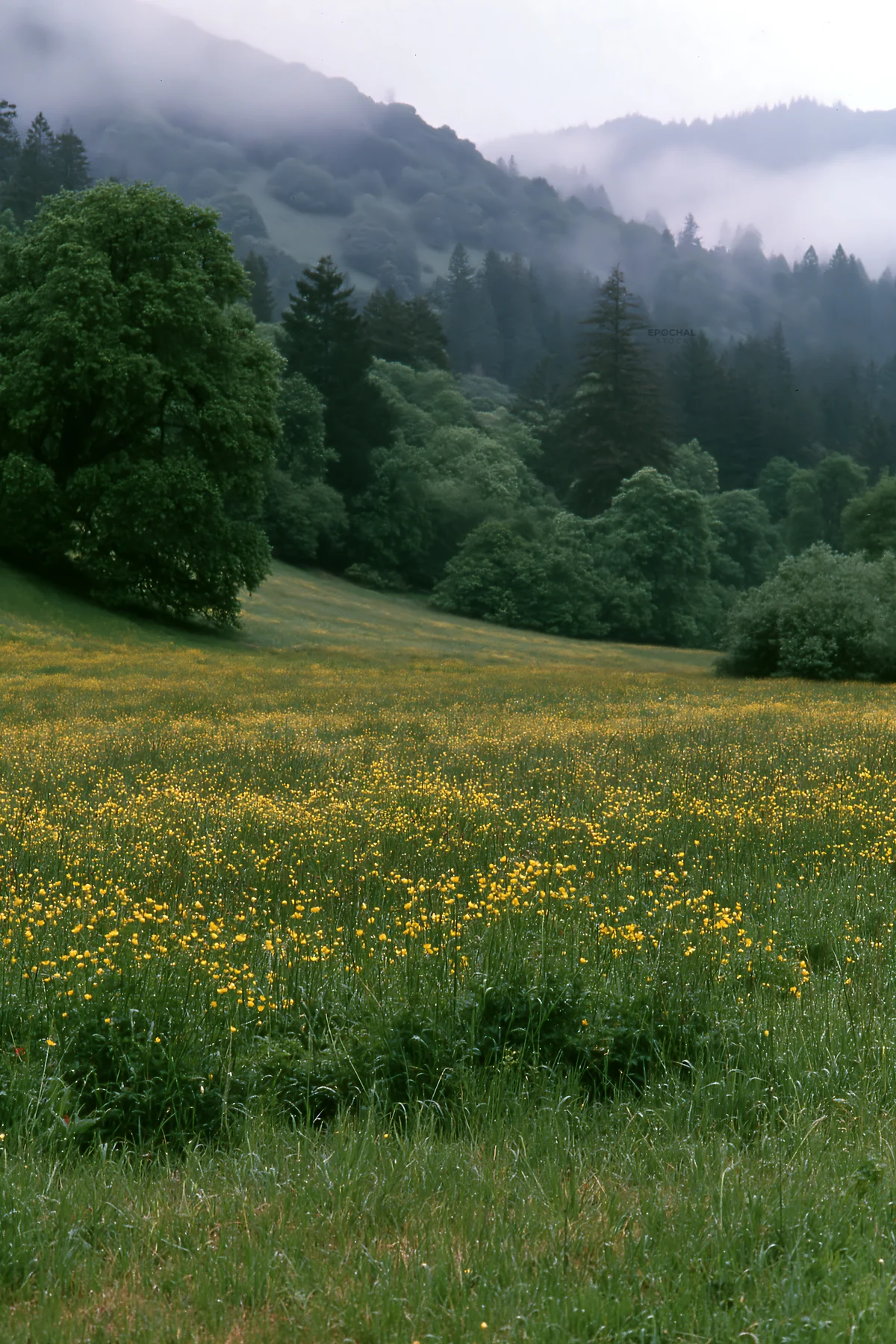 Rainy valley meadow with wildflowers and mountains in background - AI-generated stock image