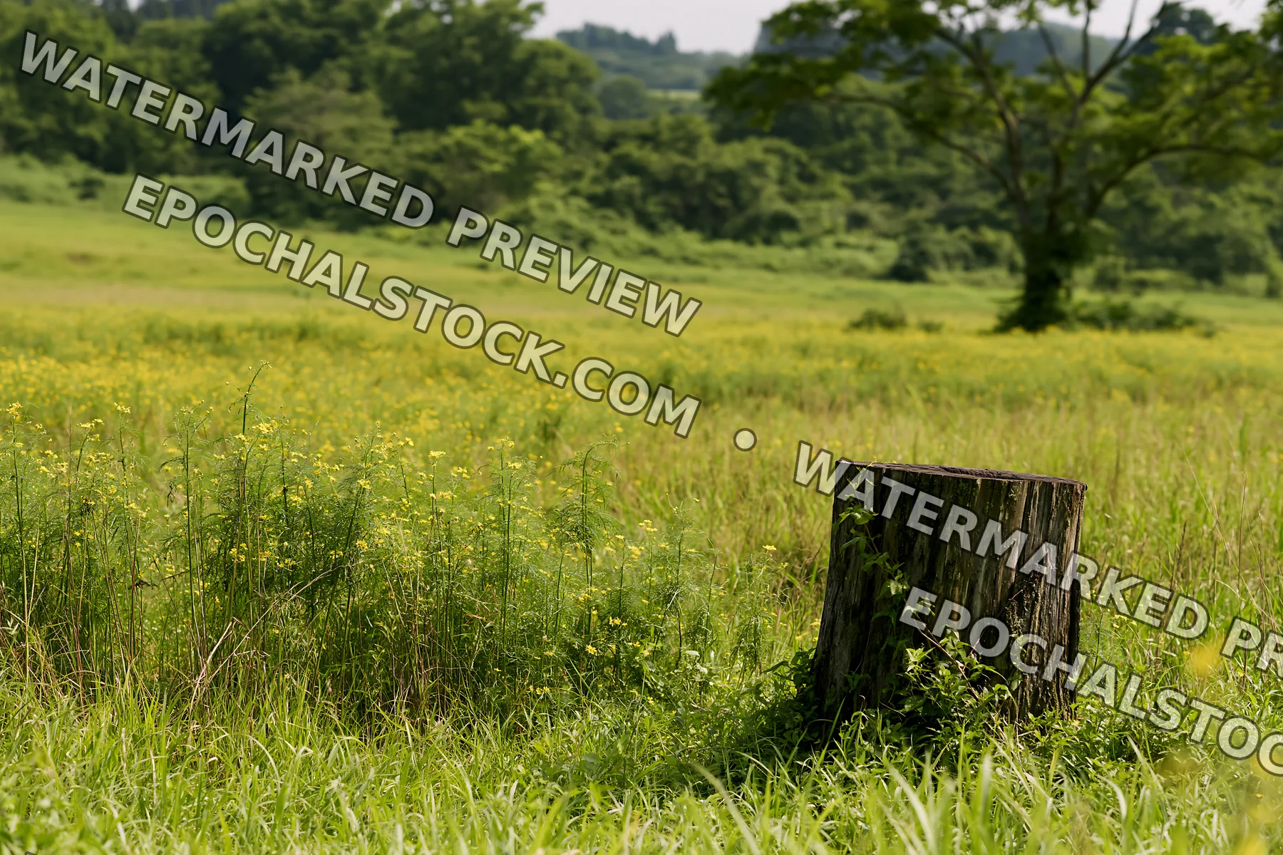 Fukushima native meadow with weathered stump - AI-generated stock image