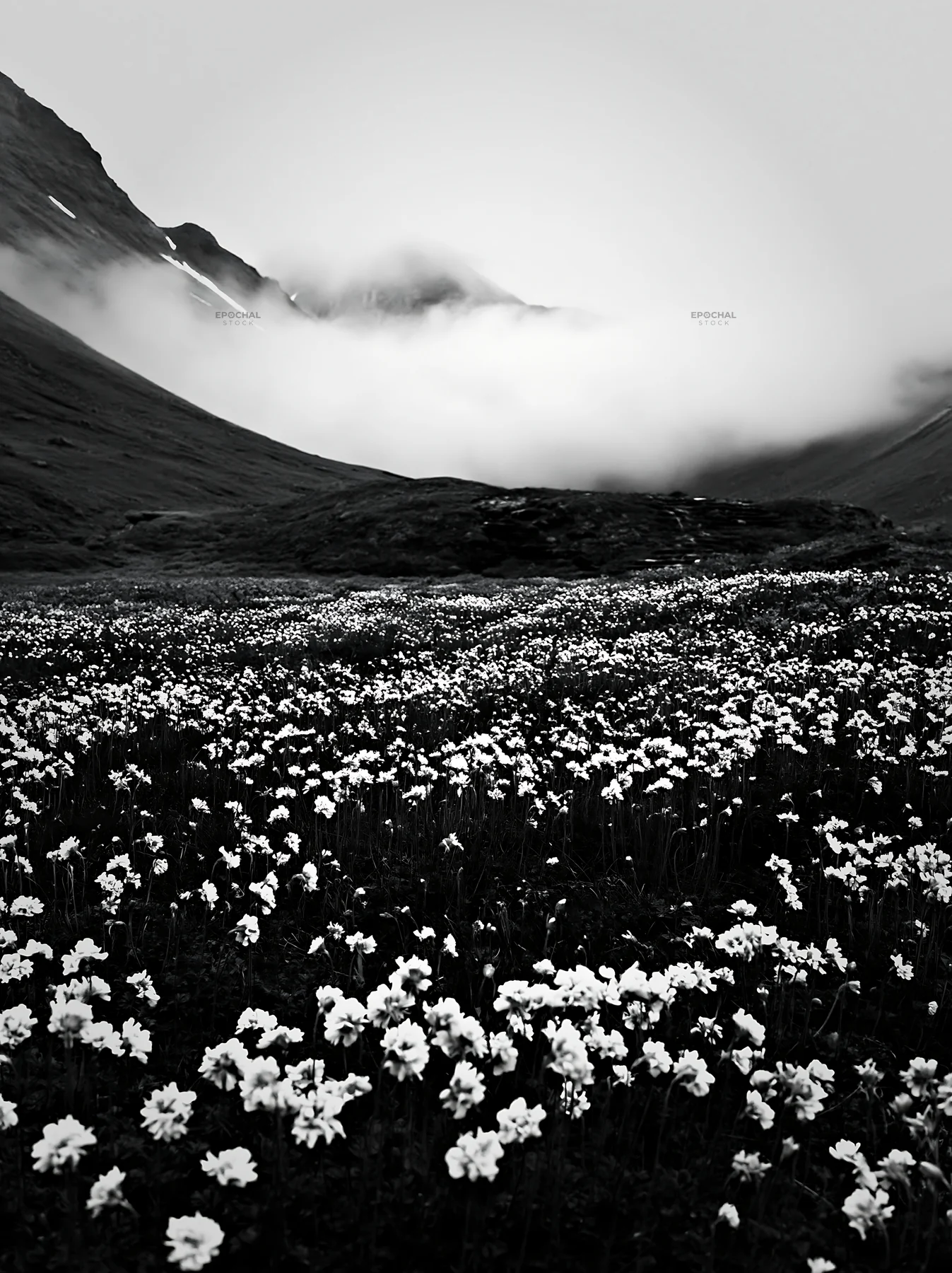 Mountain pass meadow filled with white flowers and fog - AI-generated stock image