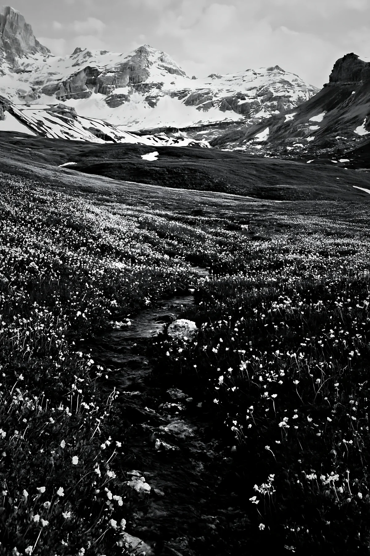 Rolling valley meadows with flowers and mountains in distance - AI-generated stock image