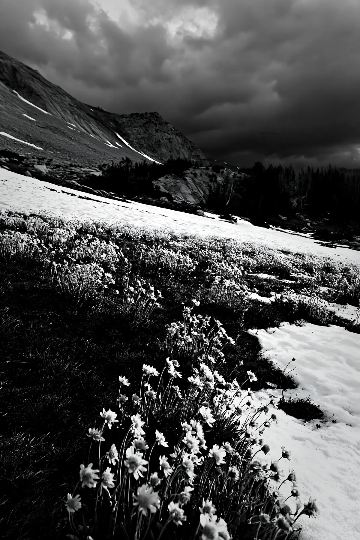 Snowbound meadow with flowers under dark clouds - AI-generated stock image