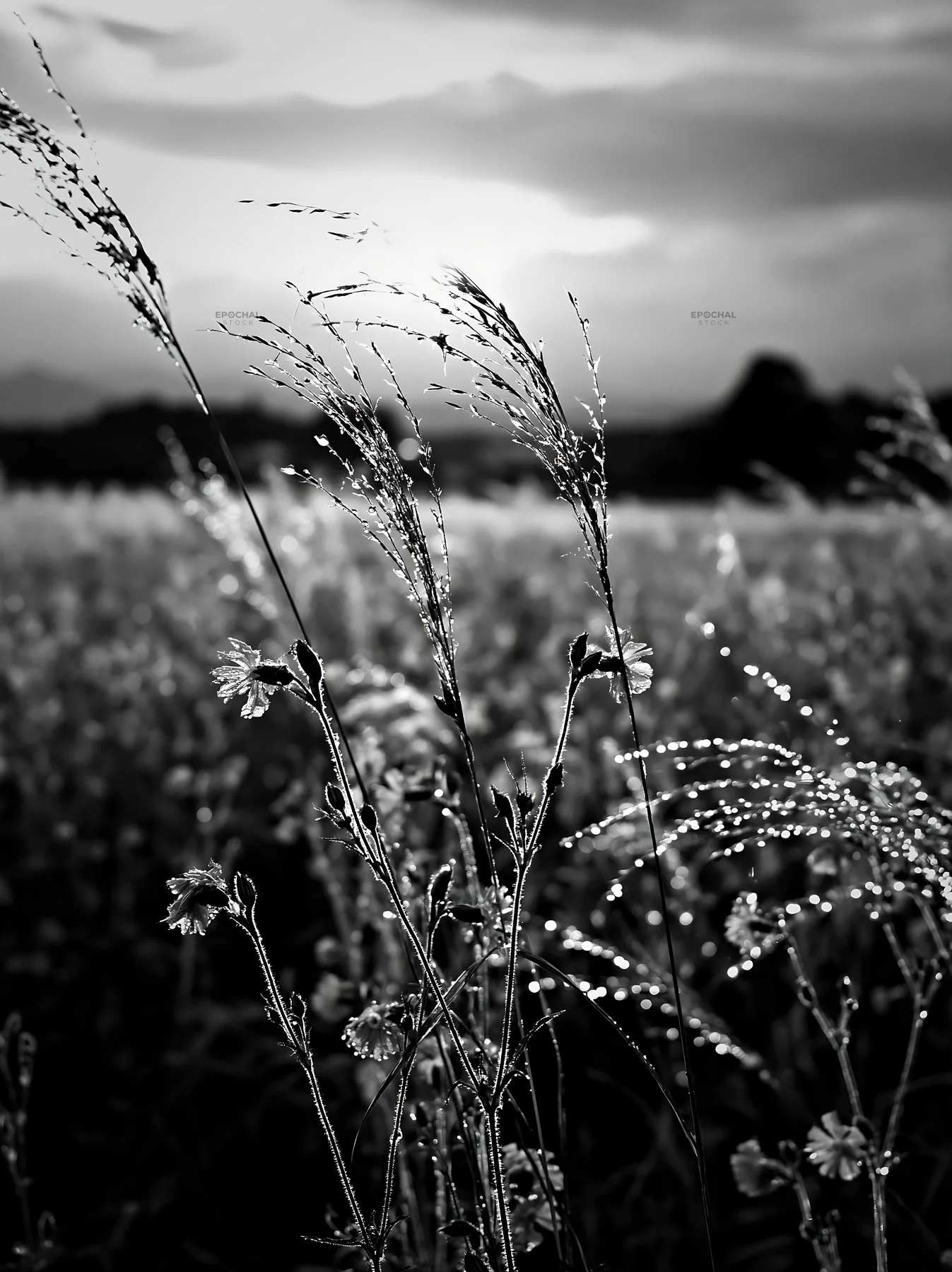 Black and white iwate rain refreshed meadow seedhead foreground - AI-generated stock image