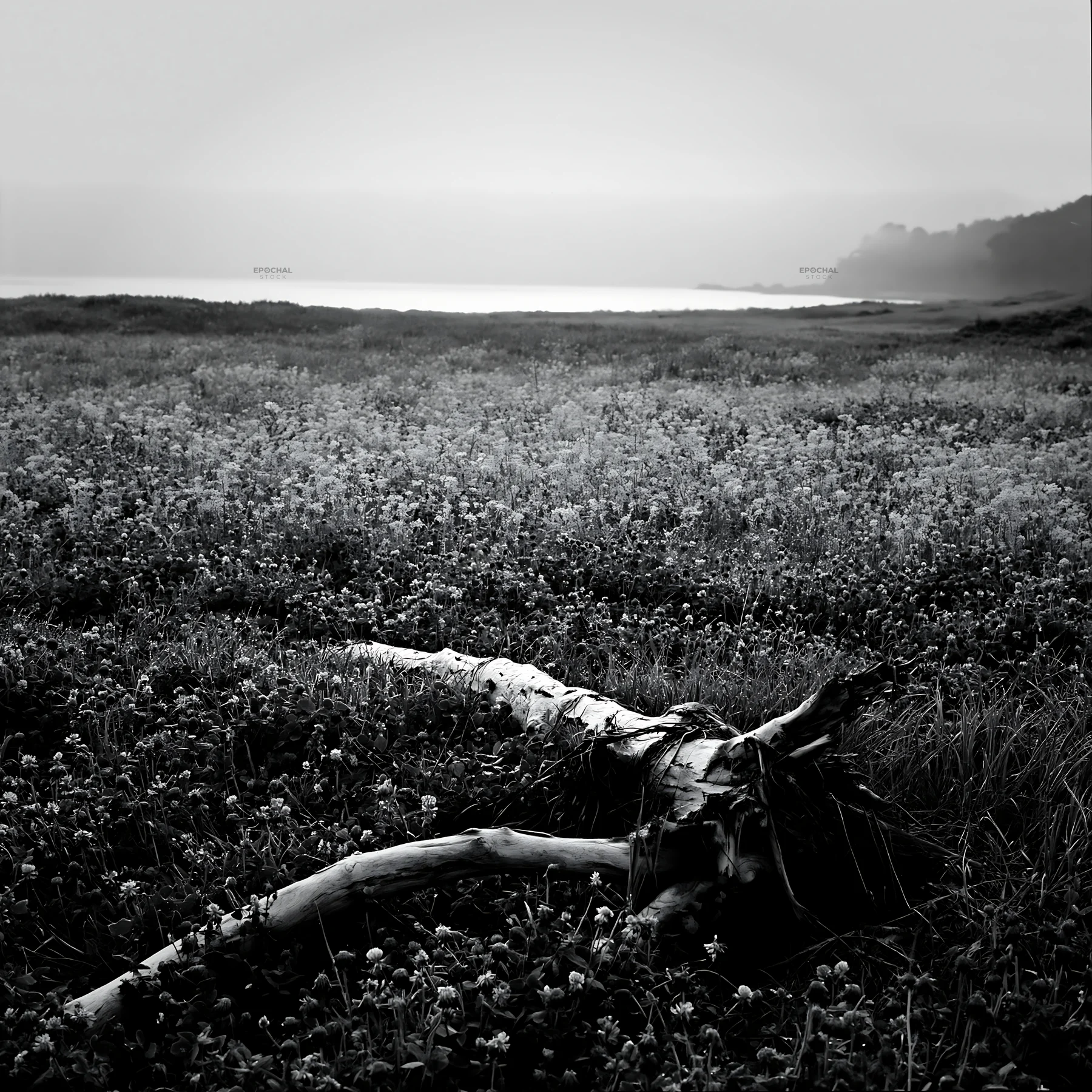 Coastal meadow with driftwood in Nagasaki at dusk - AI-generated stock image