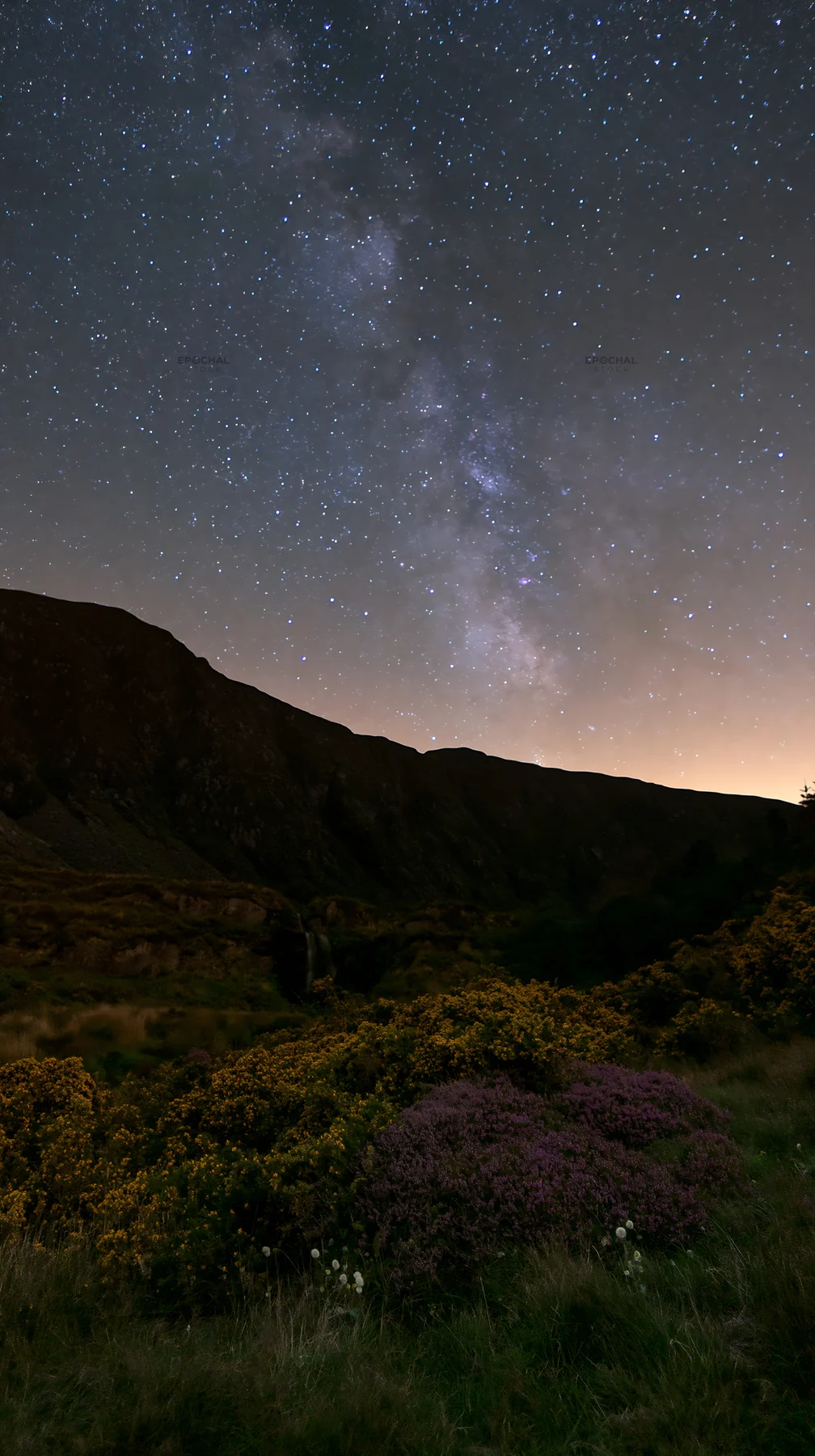 Star-filled meadow under a clear night sky - AI-generated stock image