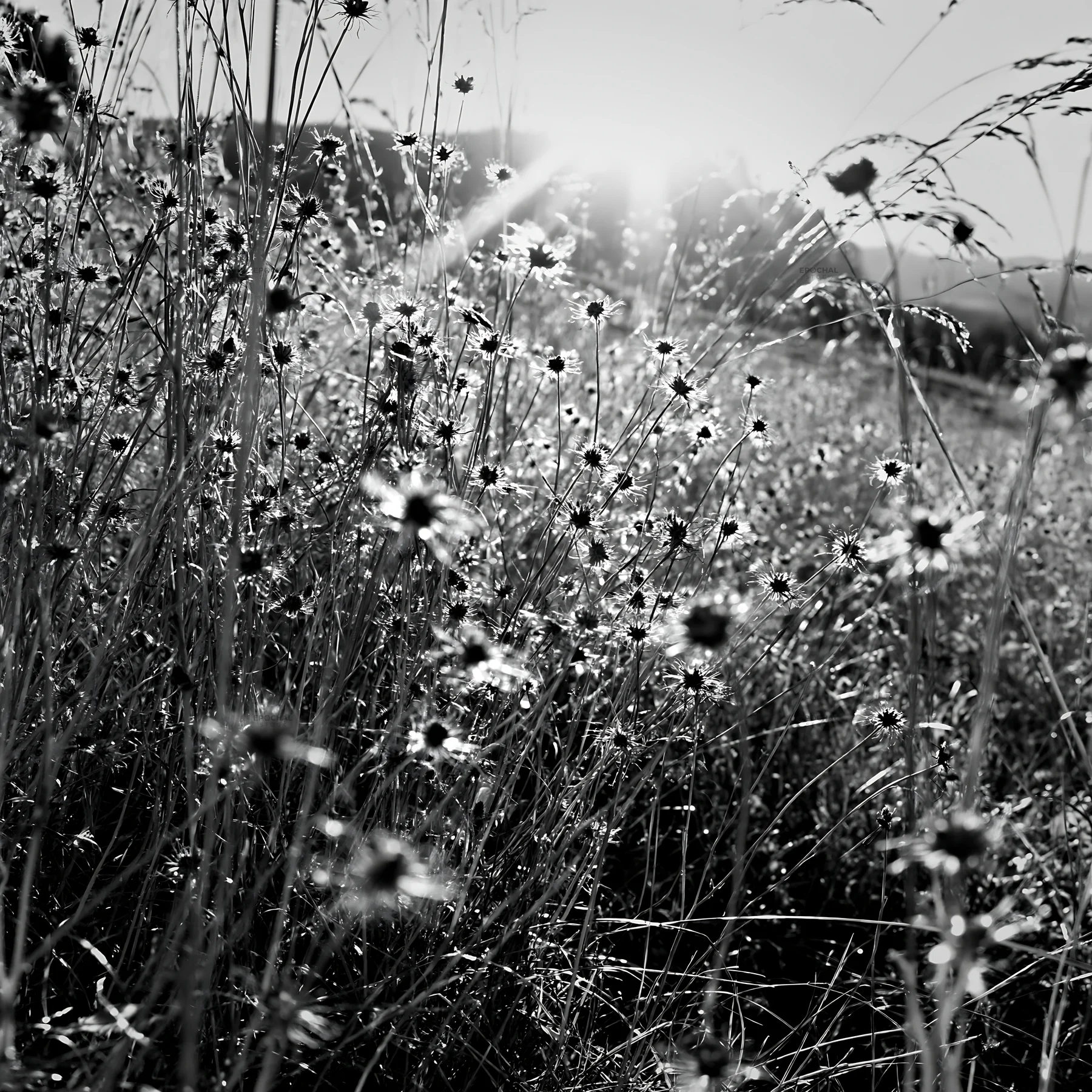 Sunbeams shining through flowers on Alpe di Siusi meadow - AI-generated stock image