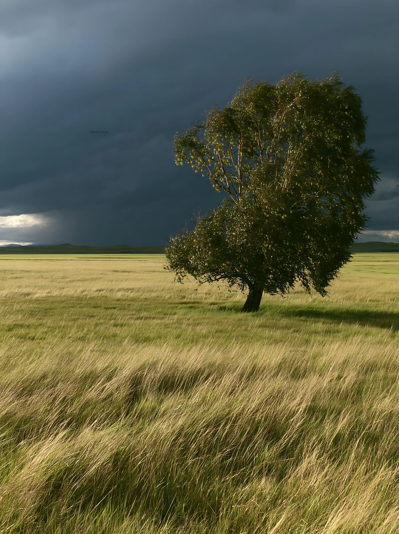 Storm clouds over a field with a lone tree - AI-generated stock image