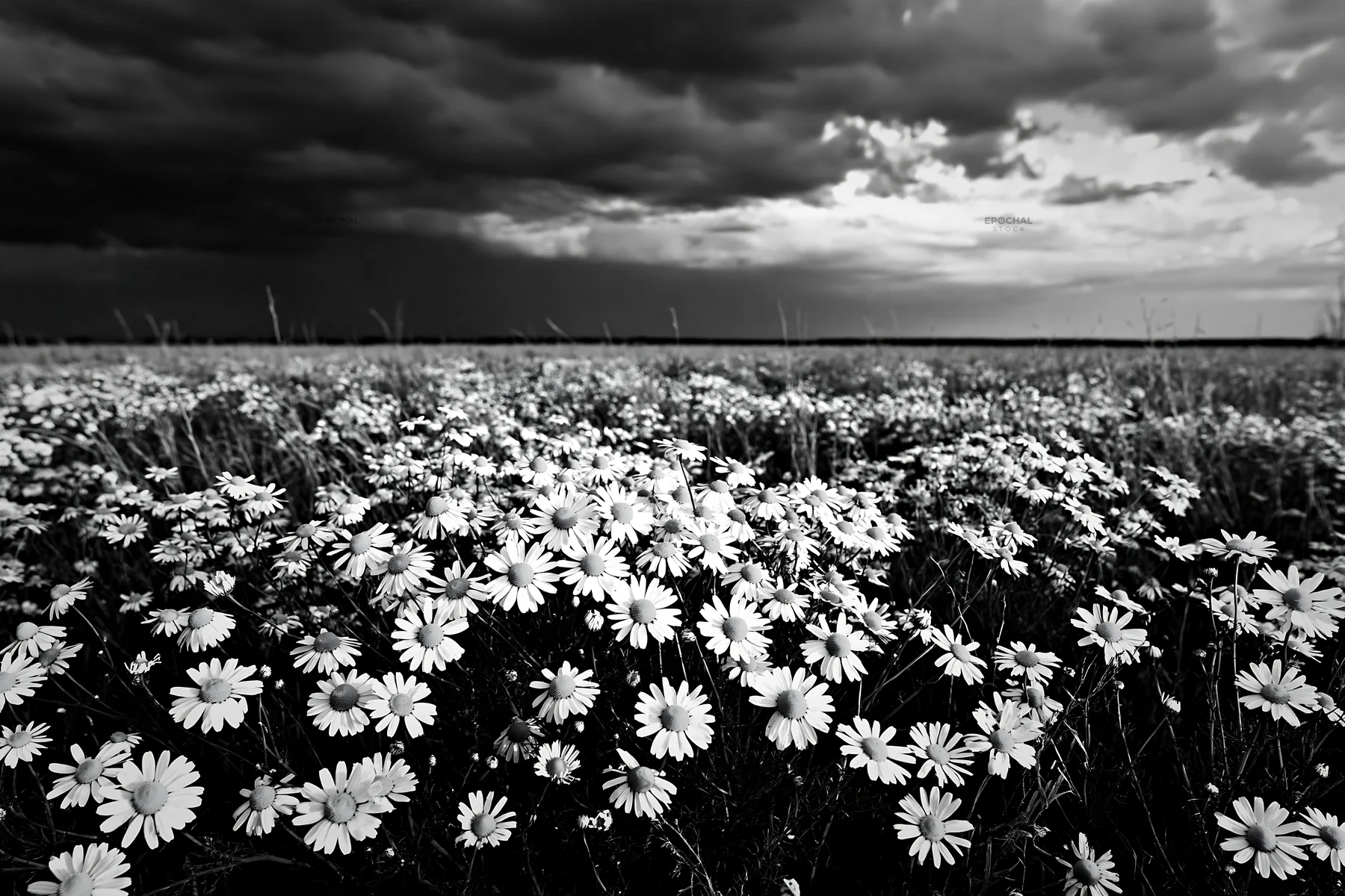 Chamomile meadow under dark clouds in an open field - AI-generated stock image