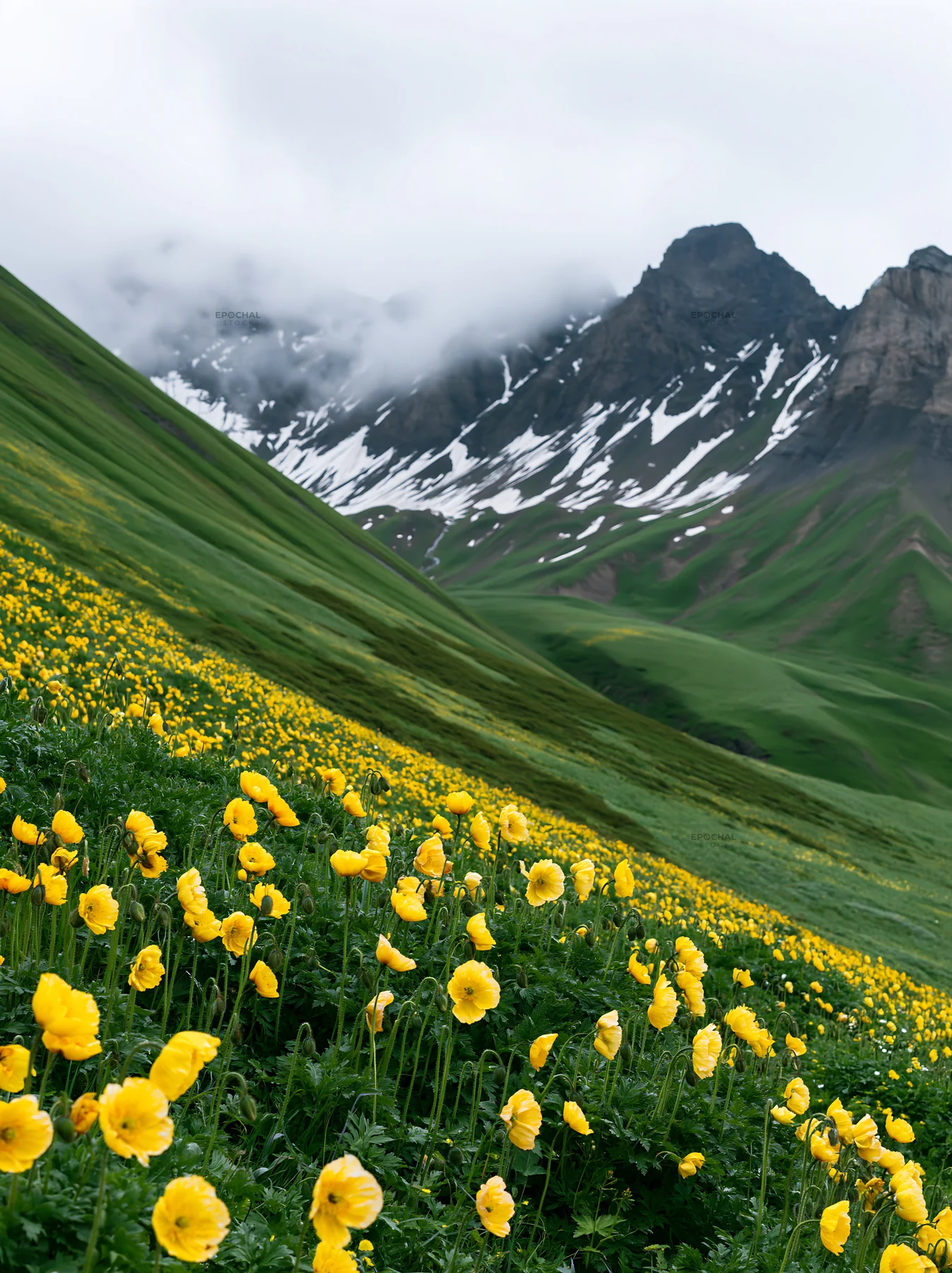 Swiss alpine poppy meadow with mountains and clouds - AI-generated stock image