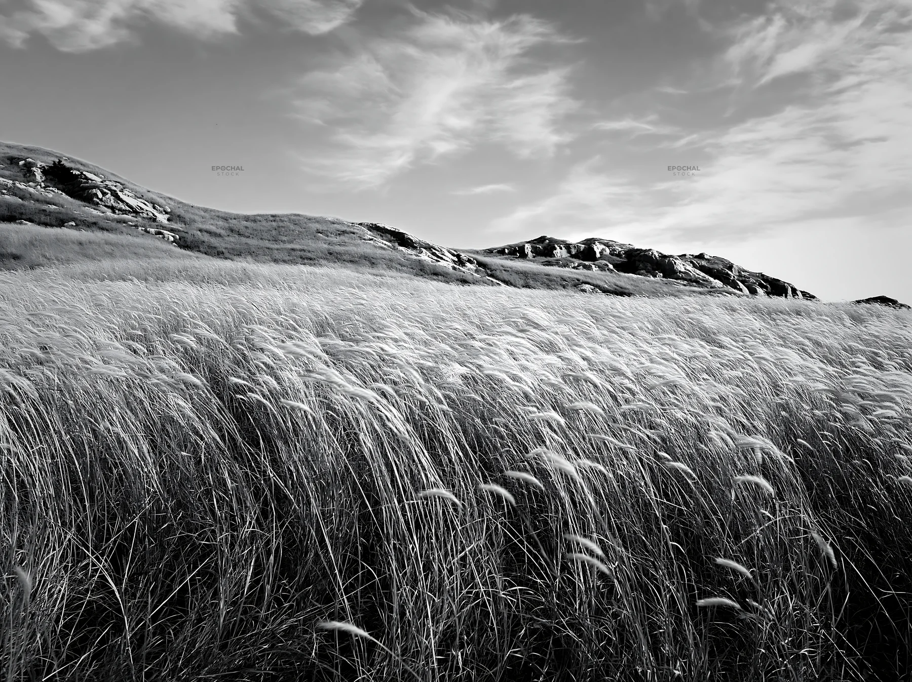Black and white okayama golden meadow with seedhead foreground visible - AI-generated stock image