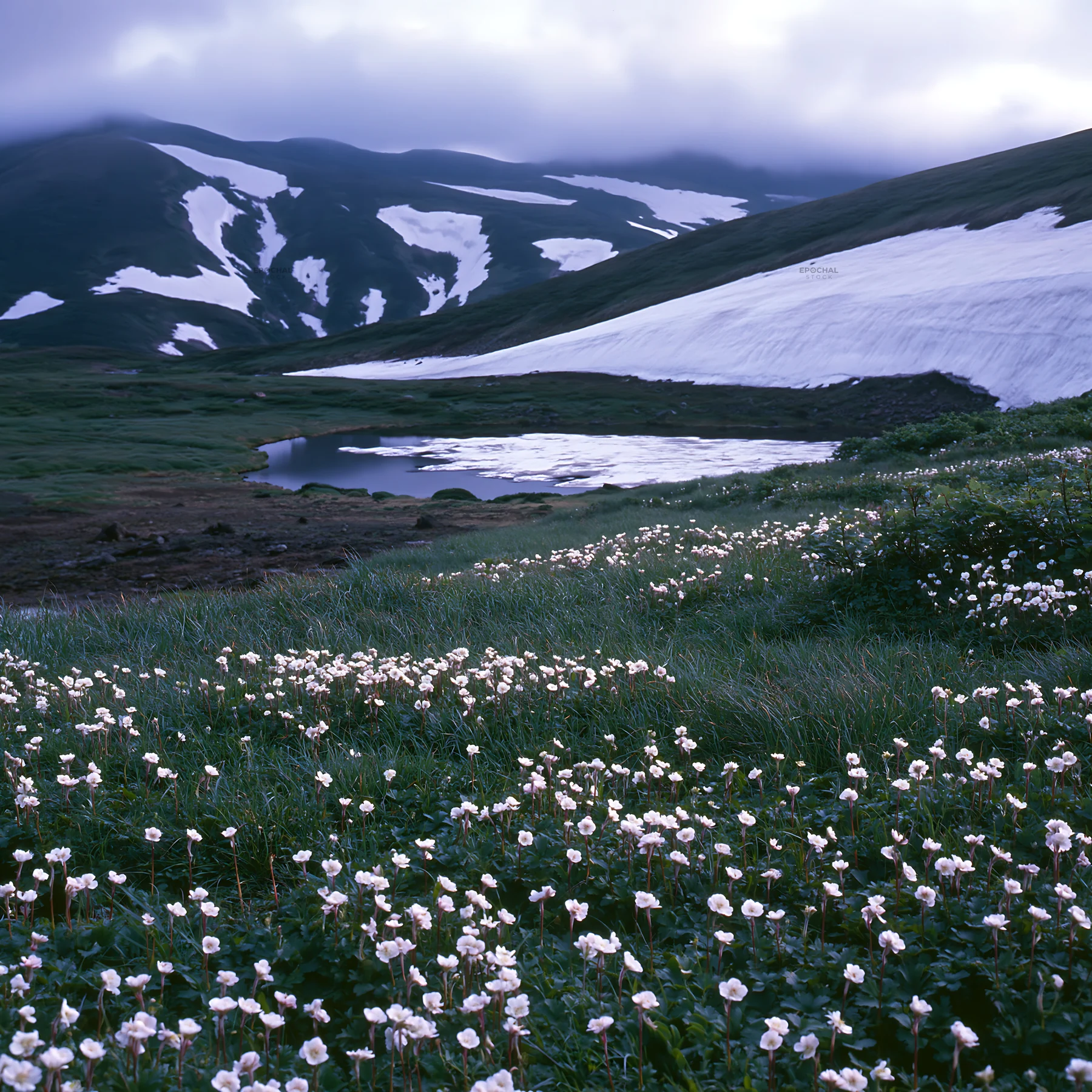 Light rays over Daisetsuzan alpine meadow with blooming flowers - AI-generated stock image