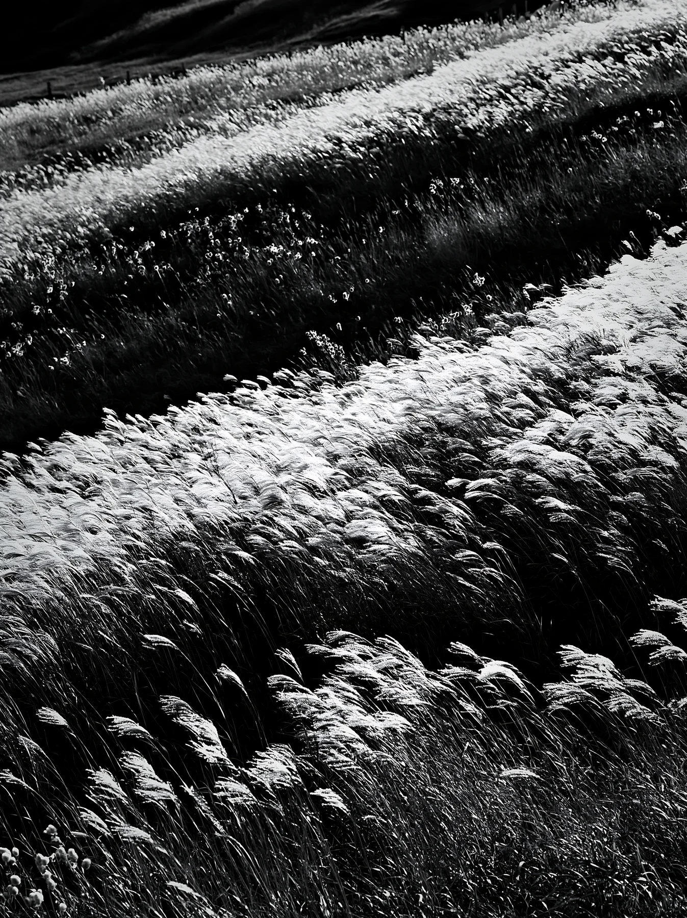 Hokkaido silver grass meadow seedheads in climate-resilient setting - AI-generated stock image