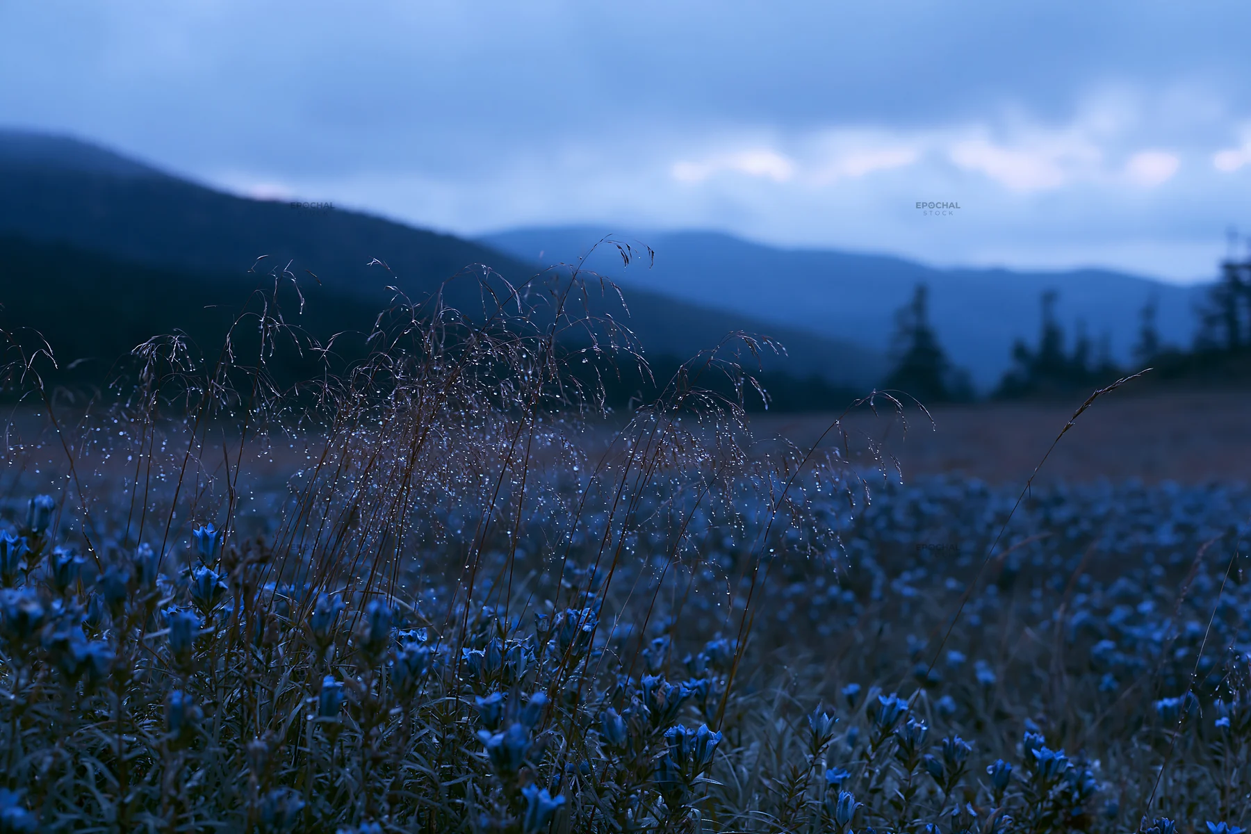 Iwate rain refreshed meadow seedhead foreground - AI-generated stock image