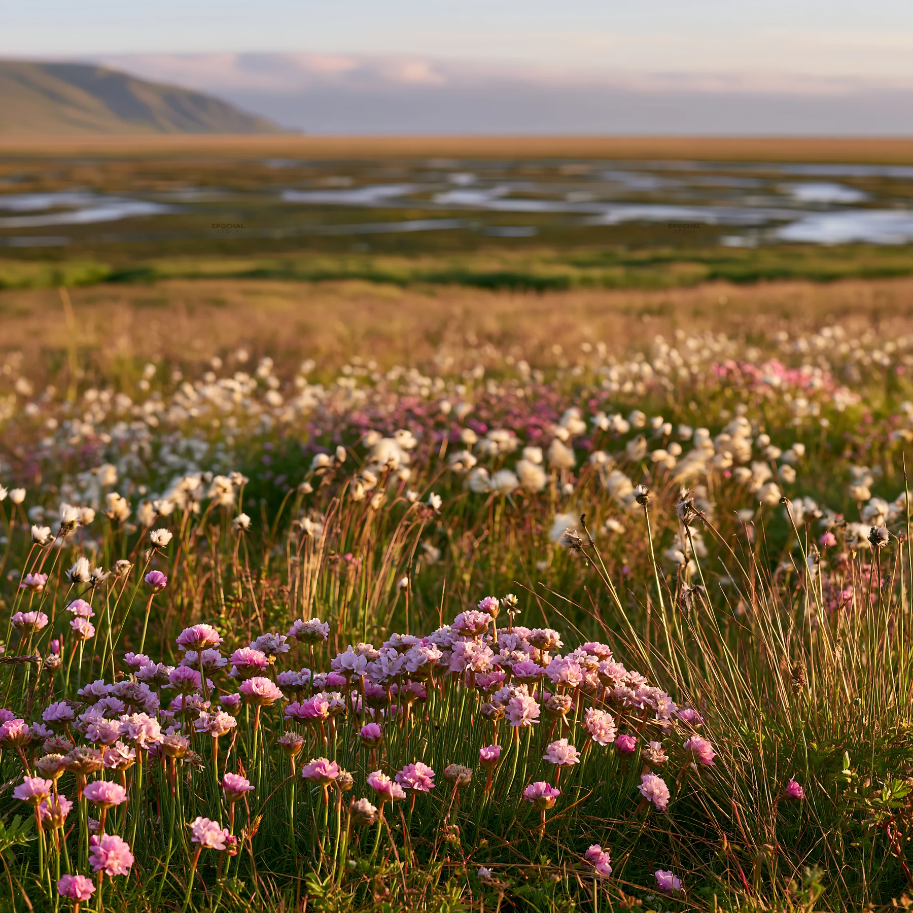 Regenerative meadow with wildflowers and wetlands at sunset - AI-generated stock image