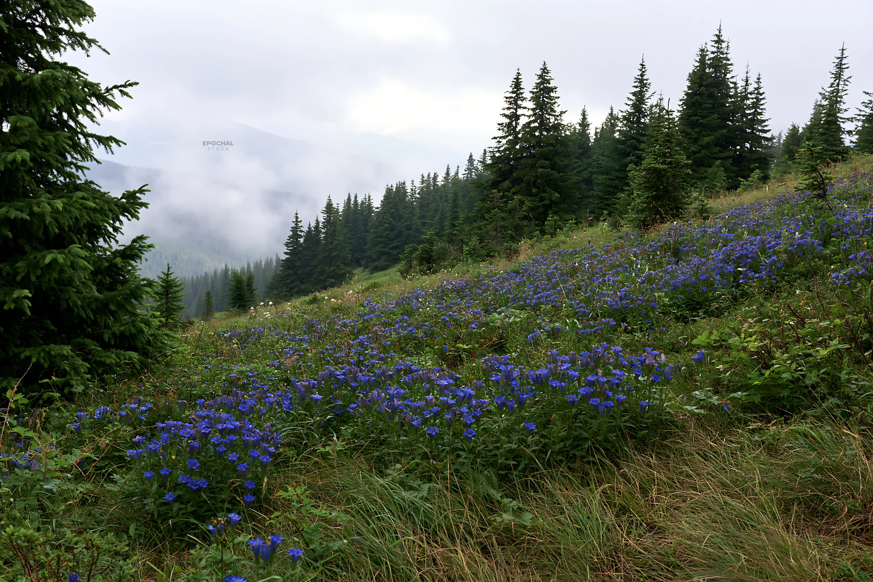 Misty forest meadow with purple flowers and green trees - AI-generated stock image