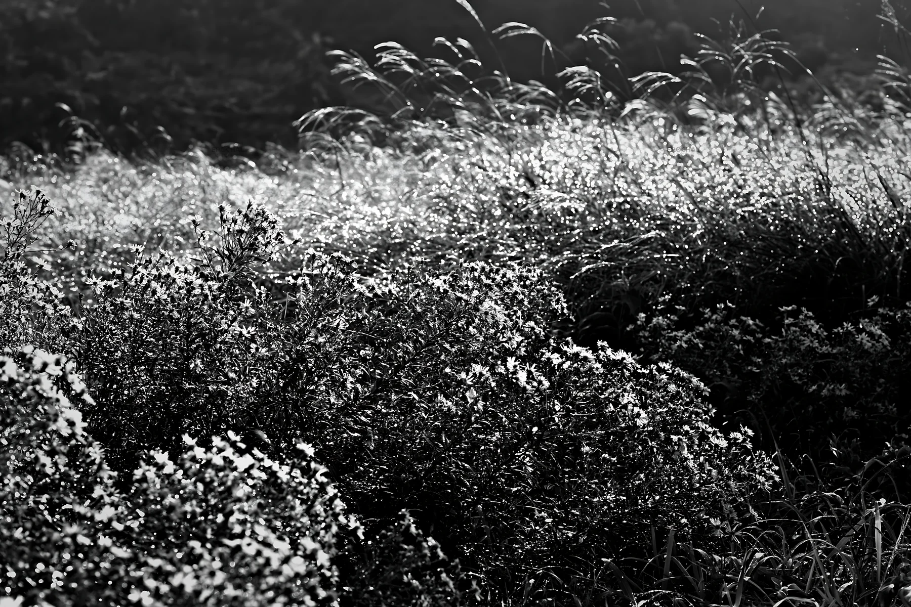 Black and white fukui native grass meadow rain droplets with blooming flowers - AI-generated stock image