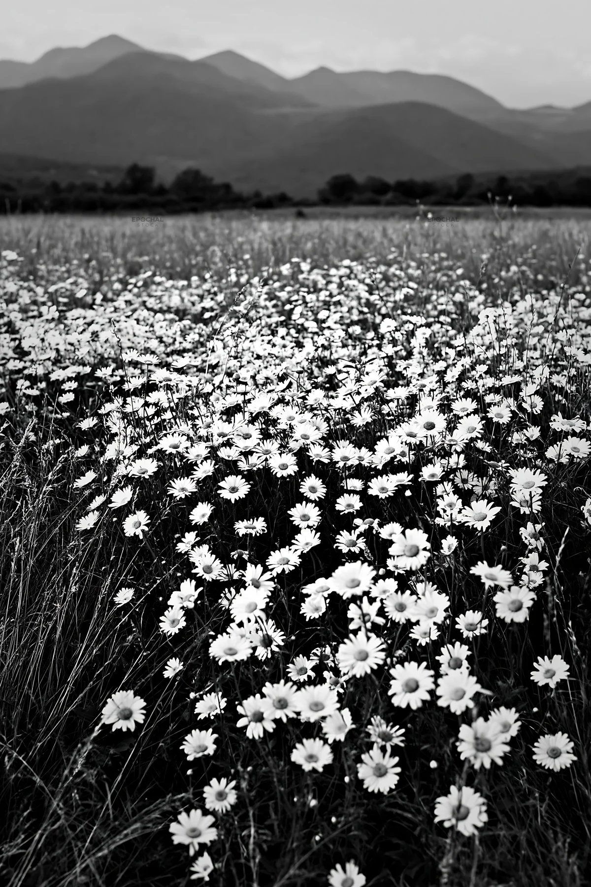 Meadow with white flowers under the Pyrenees mountains - AI-generated stock image