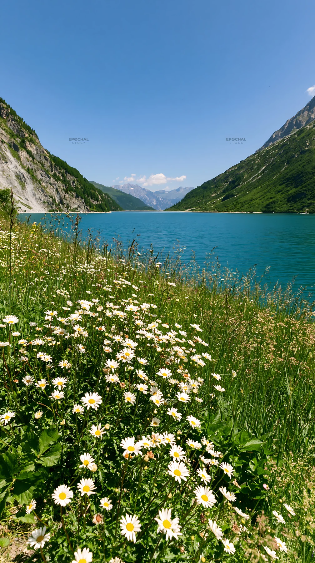 Swiss meadow beside alpine lake with flowers in foreground - AI-generated stock image