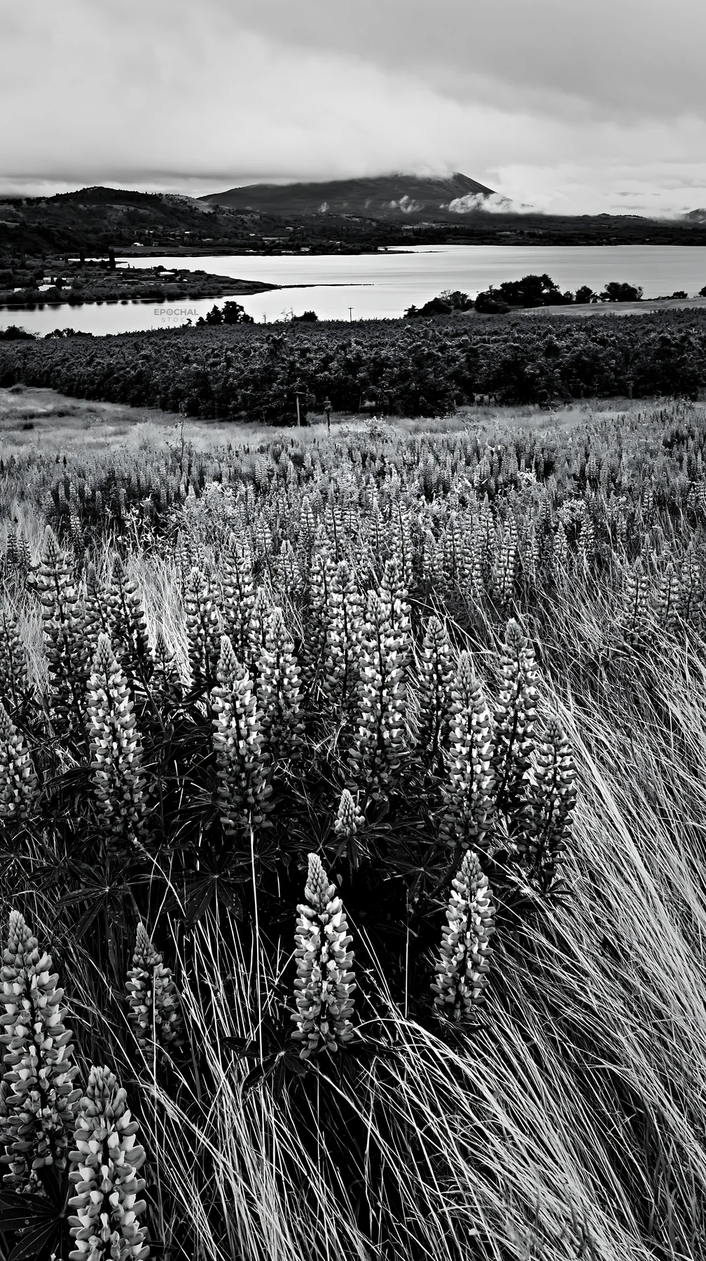 Black and white lakeside orchard meadow with blooming lupine flowers - AI-generated stock image