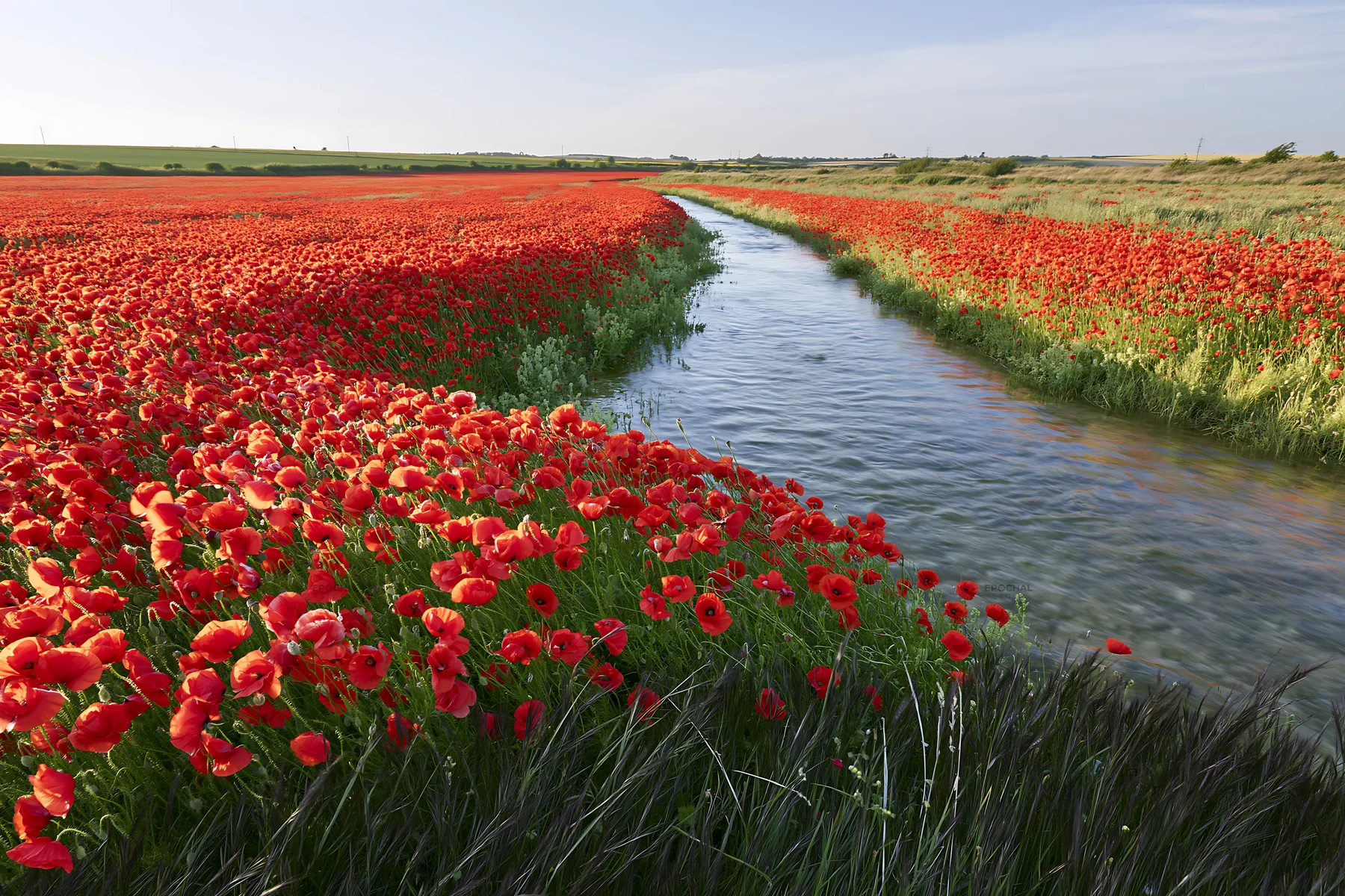 High contrast meadow with watercourse and blooming red flowers - AI-generated stock image