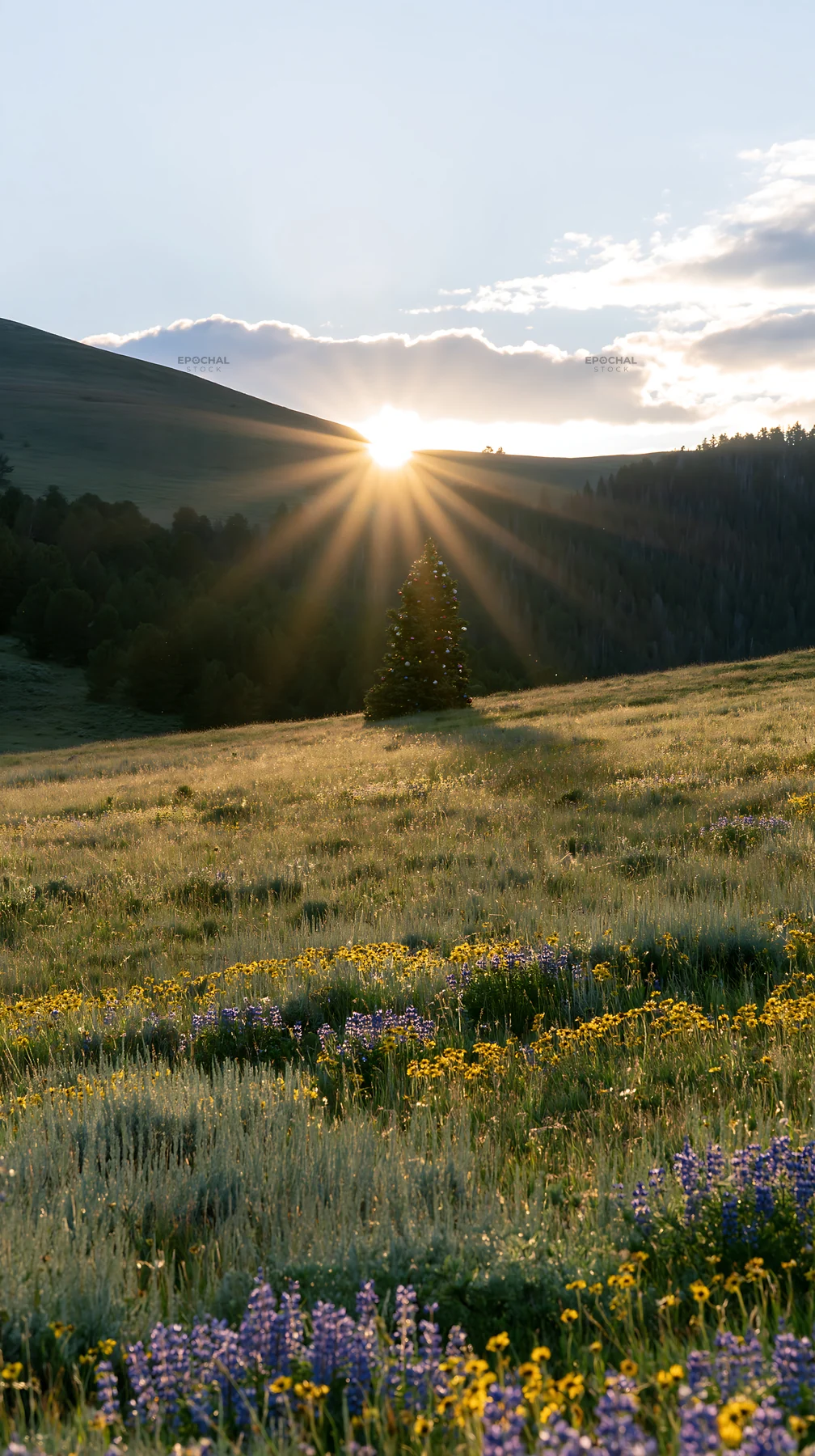 Sunlight rays over Christmas tree in meadow landscape - AI-generated stock image
