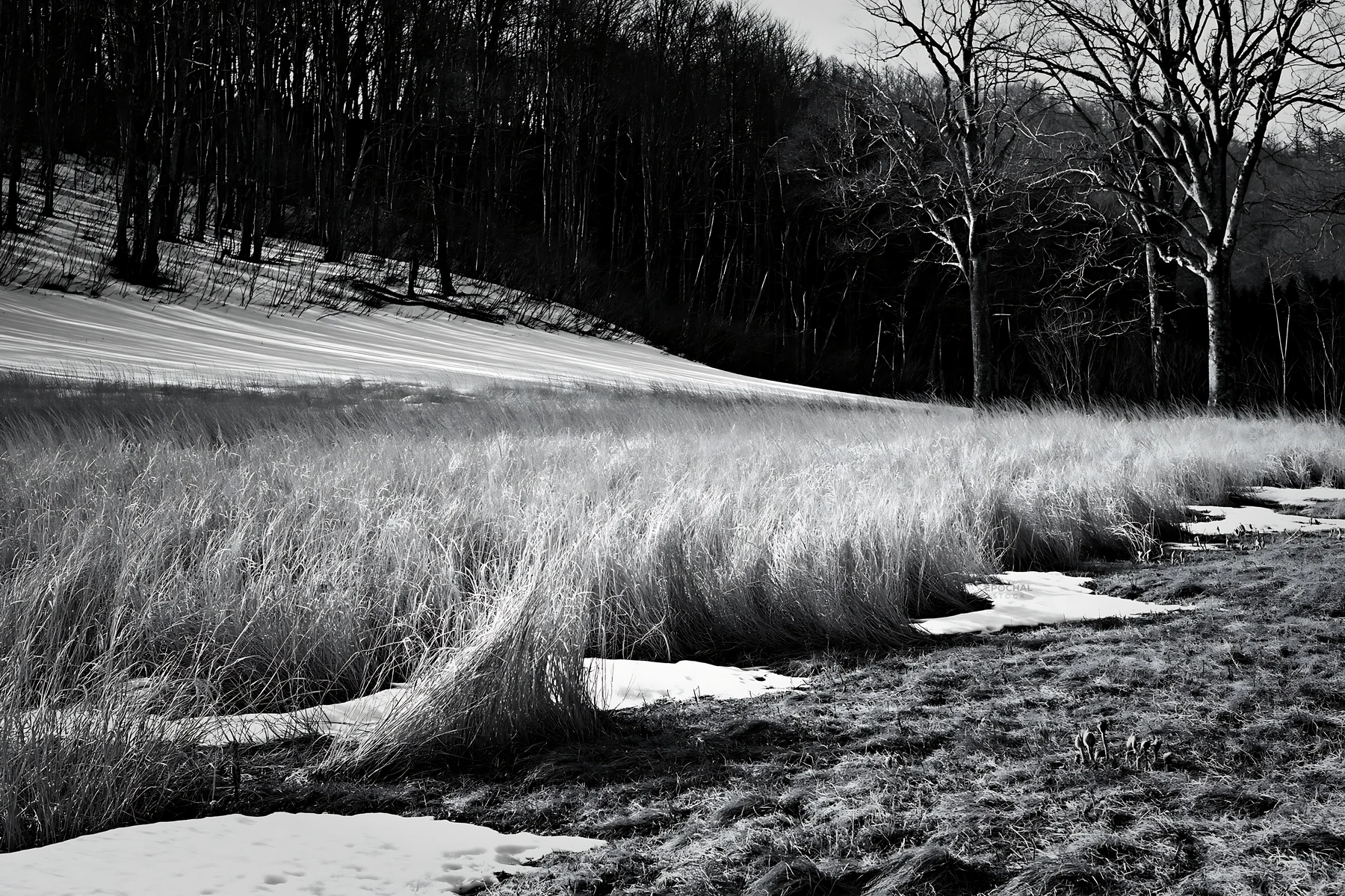 Black and white akita snowmelt meadow with silver grasses in early spring - AI-generated stock image