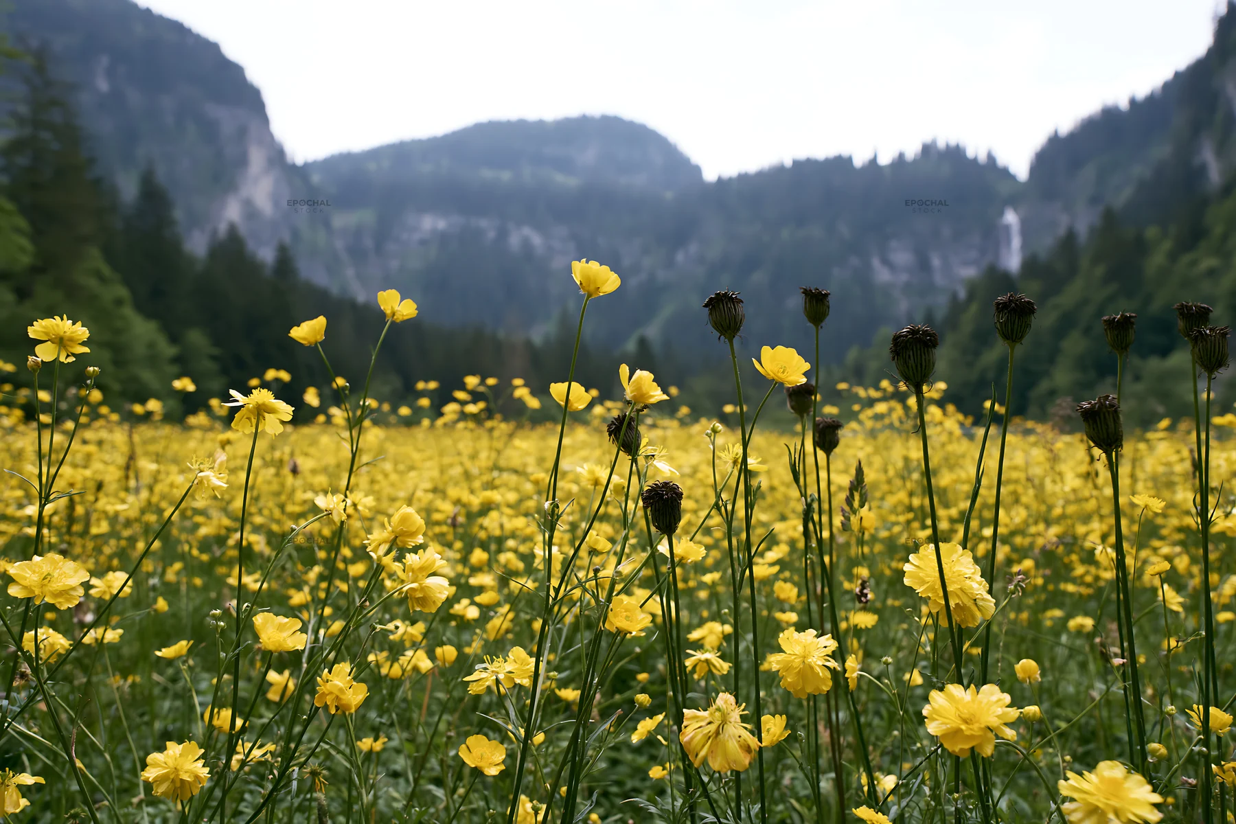Cascade valley flower meadow with yellow blooms in summer - AI-generated stock image