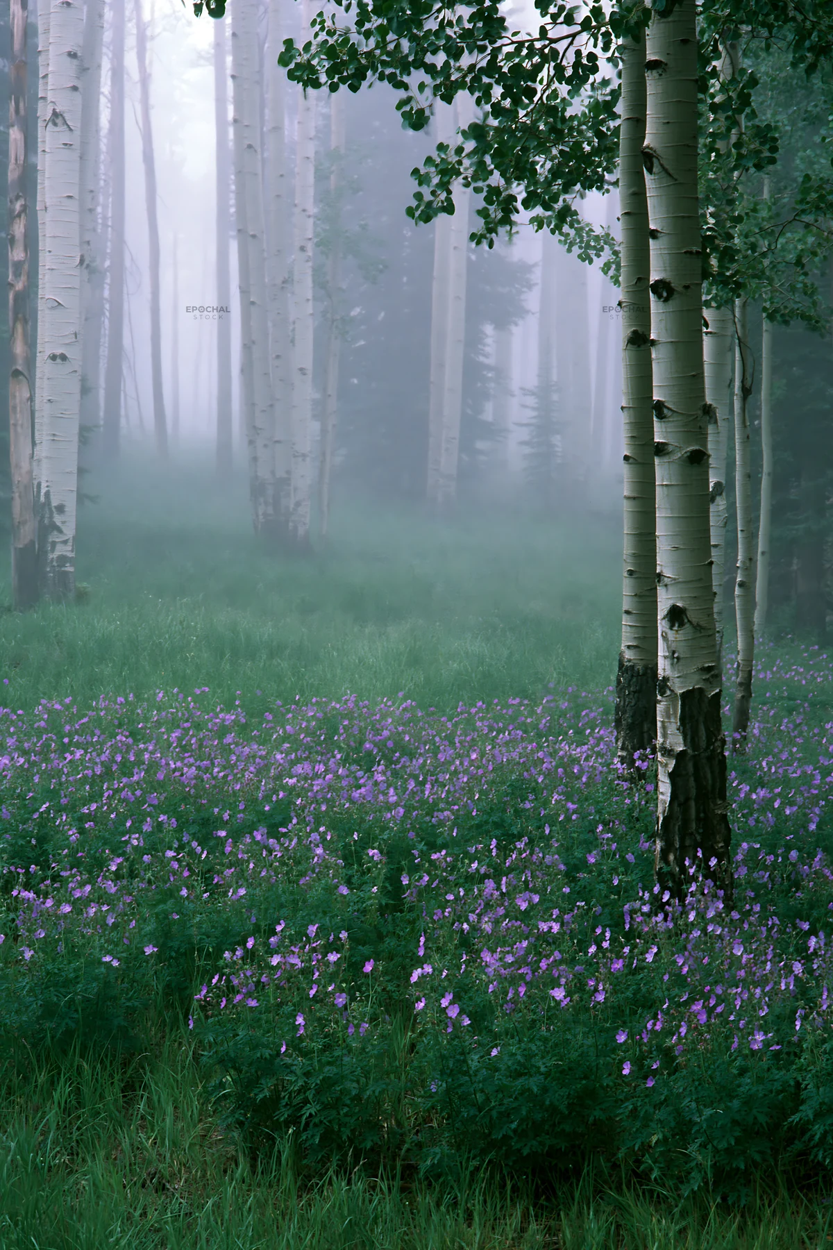 Misty forest meadow with flowers under tall trees - AI-generated stock image