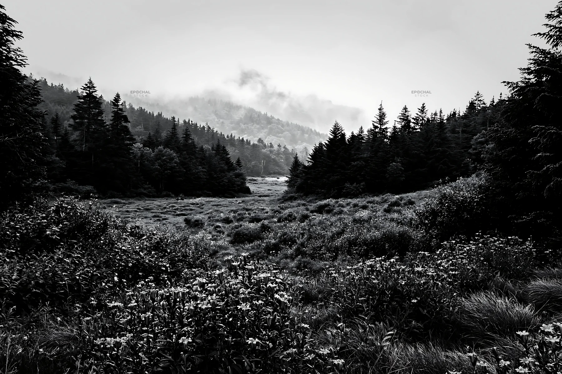 Misty forest meadow with dense trees and fog - AI-generated stock image