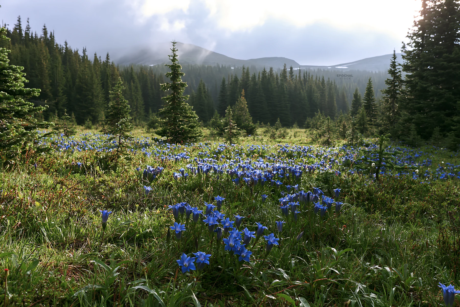 Misty forest meadow with blue flowers and green trees - AI-generated stock image