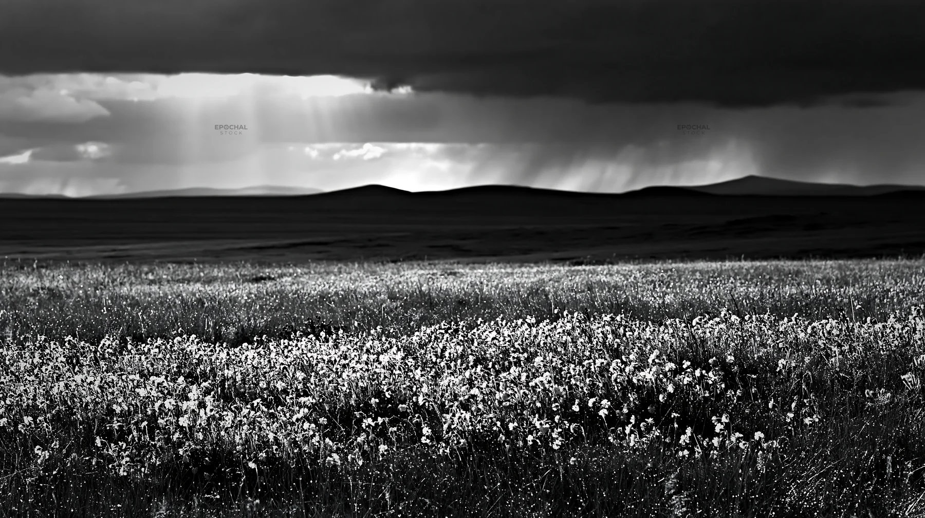 Silver dew on a meadow under overcast sky - AI-generated stock image