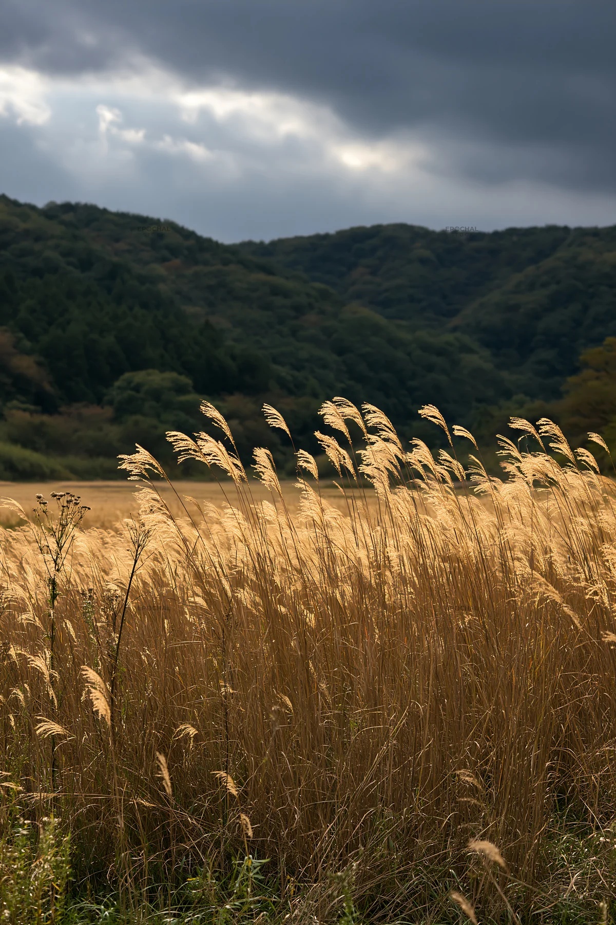 Golden meadow in Okayama with seedheads in the foreground - AI-generated stock image