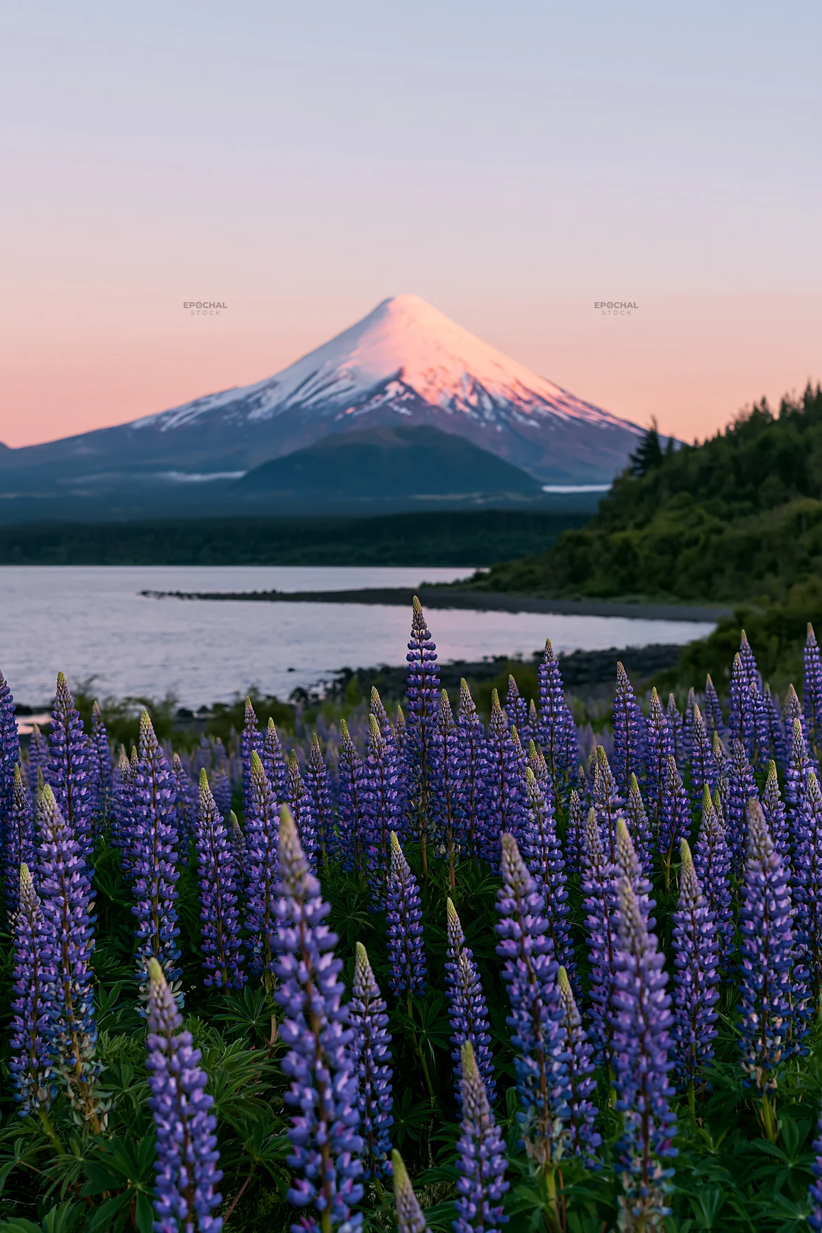 Lupin meadow foreground with mountain view at sunset - AI-generated stock image