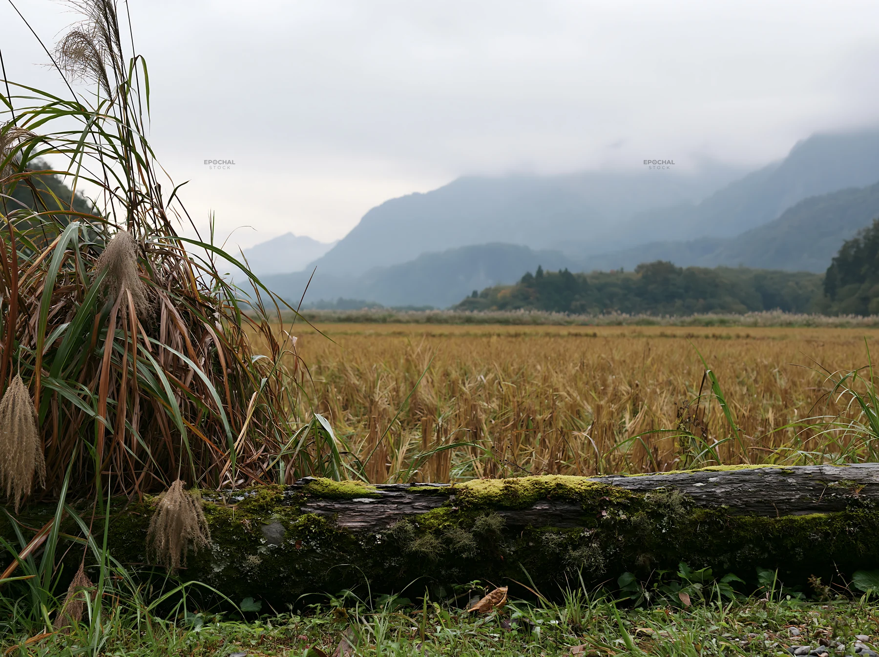 Gifu low carbon meadow mossy log near mountains and fields - AI-generated stock image