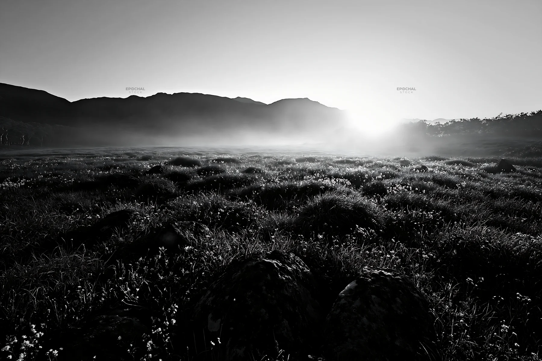 Black and white rewilded Akita silver grass meadow stones at sunrise - AI-generated stock image