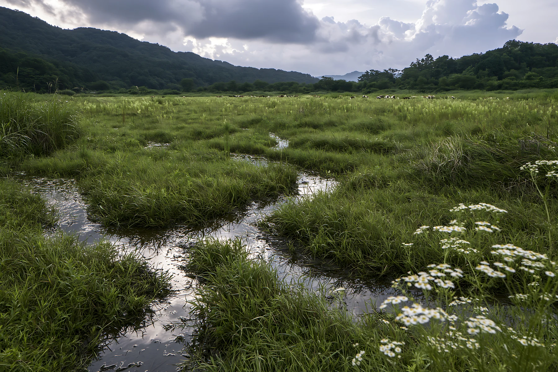 Shizuoka seasonal meadow after heavy rain with green grass - AI-generated stock image