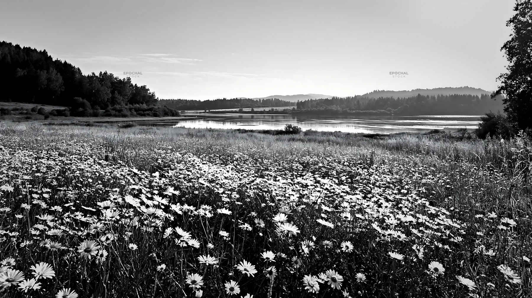 German lakeside meadow with wildflowers in black and white - AI-generated stock image
