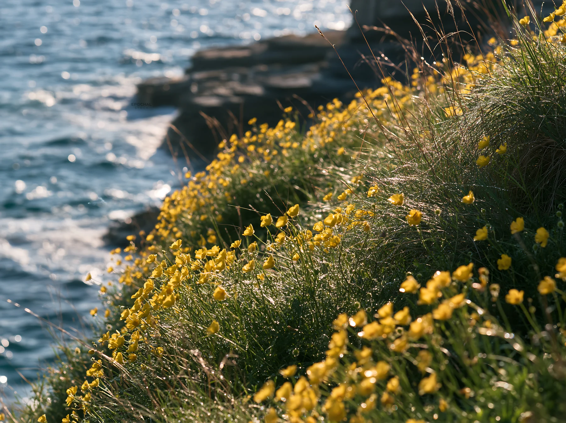 Vibrant flowers along rocky coast in Italian meadow - AI-generated stock image