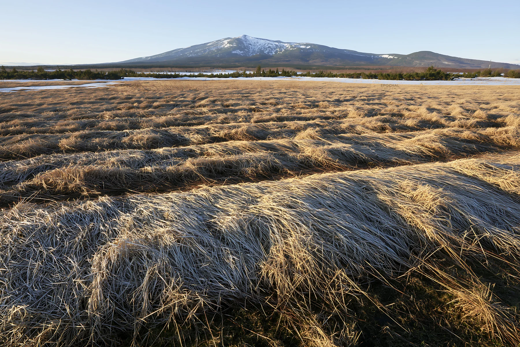 Akita snowmelt meadow with silver grasses under clear sky - AI-generated stock image
