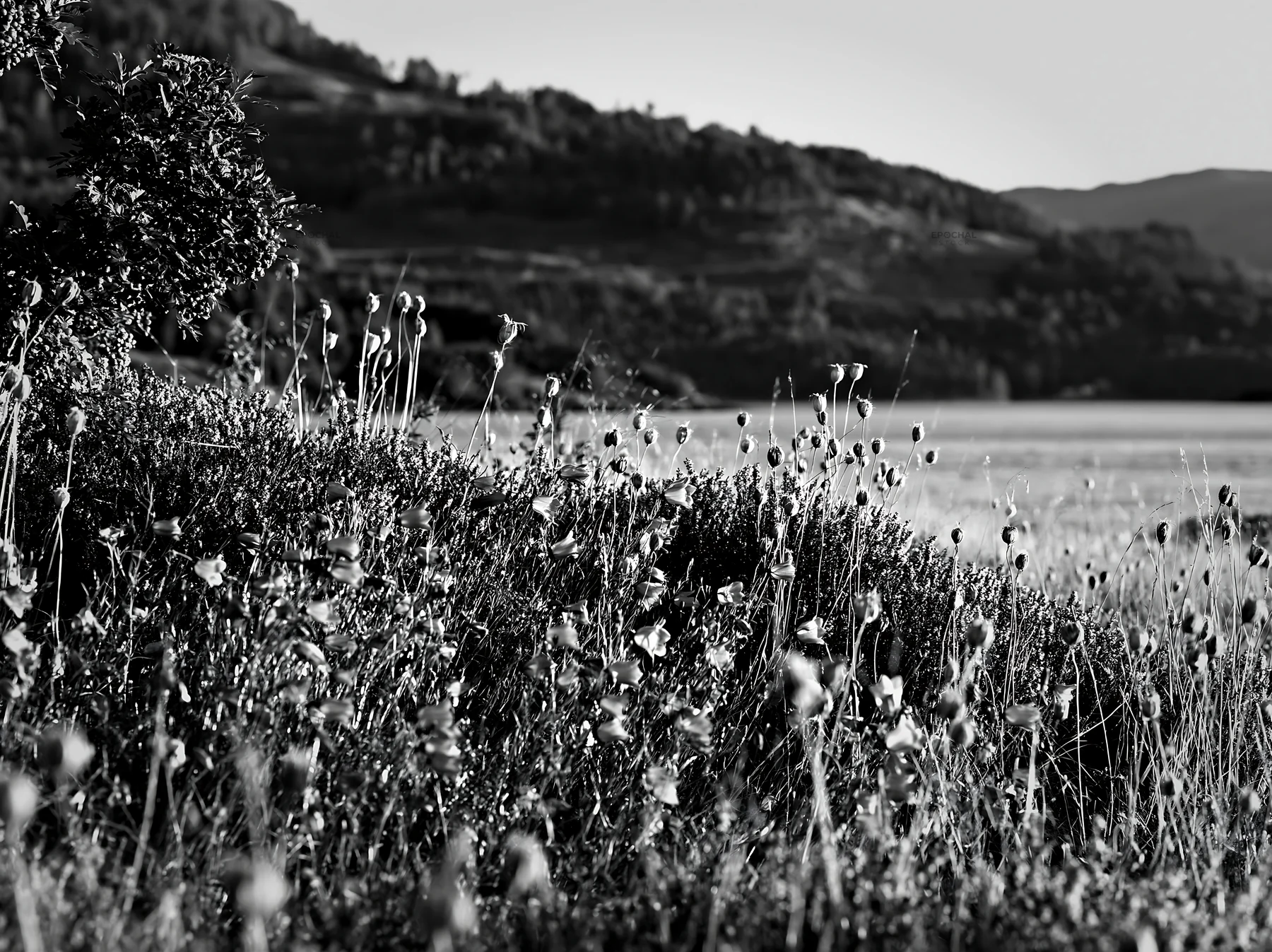 Fjord meadow with flowers and hills under clear sky - AI-generated stock image